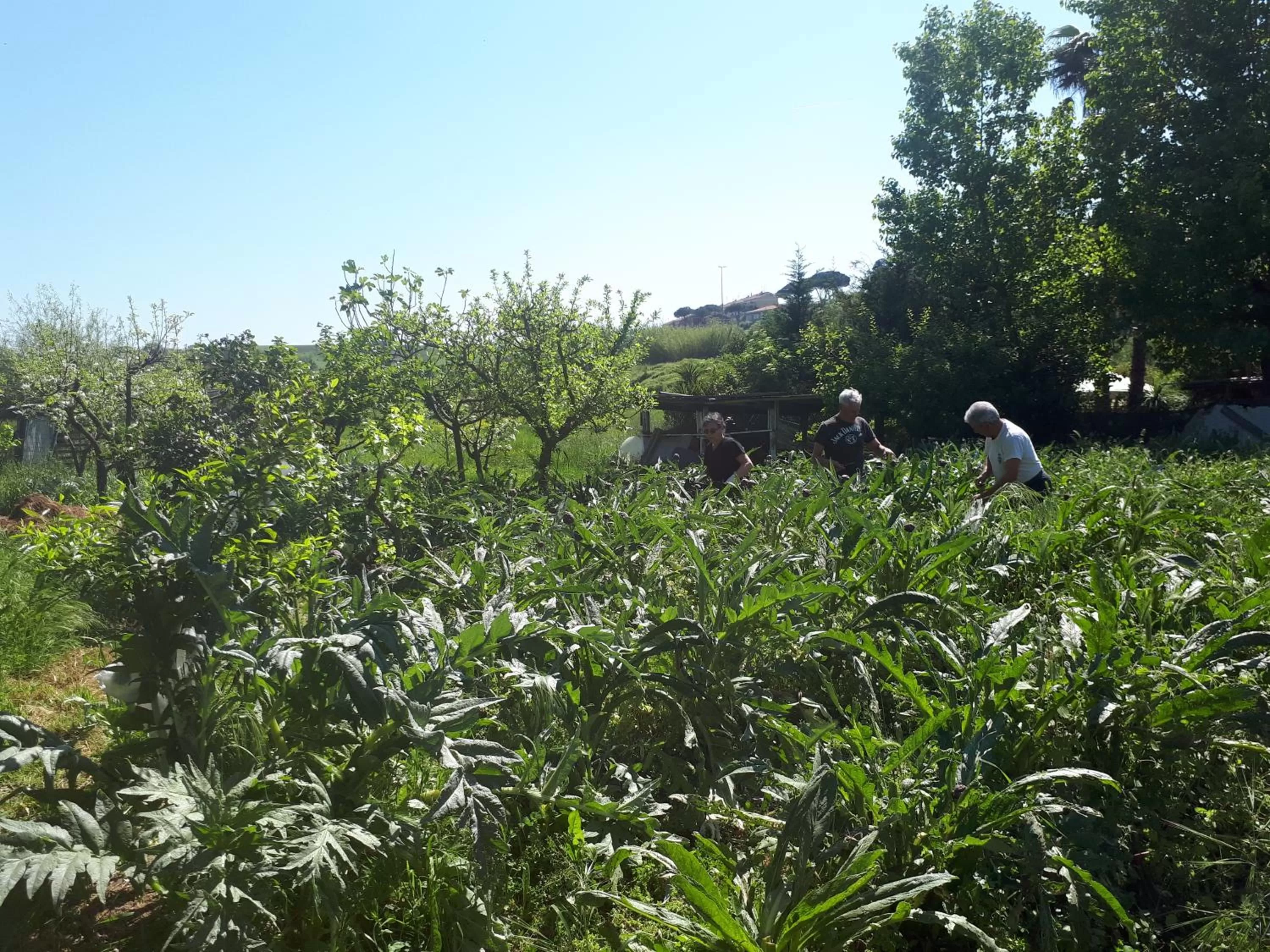 Garden, Other Animals in B&B Il Giardino di Gabri