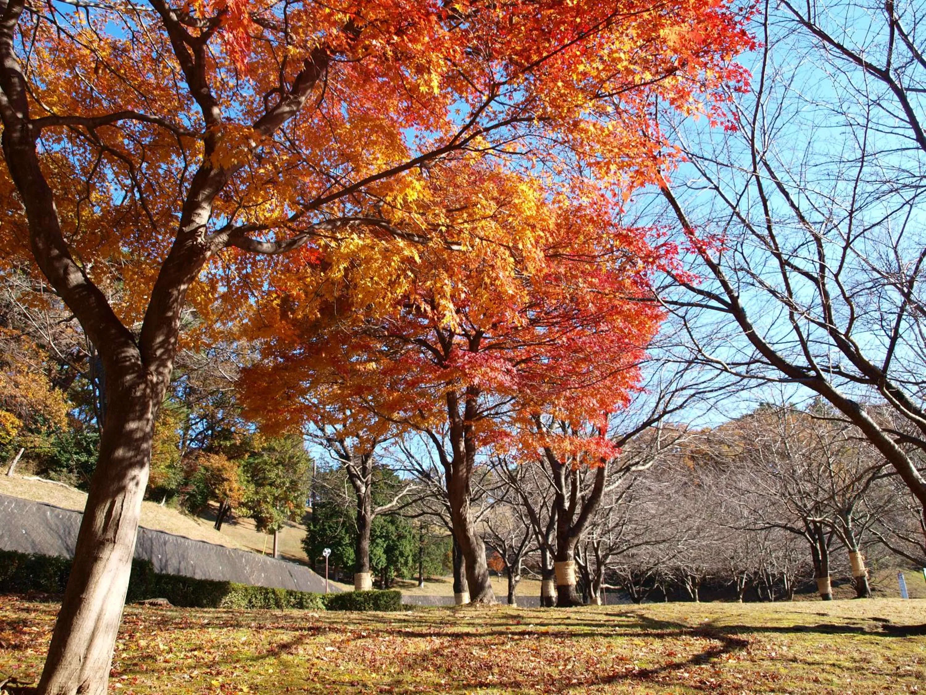 Autumn in Hotel Laforet Shuzenji