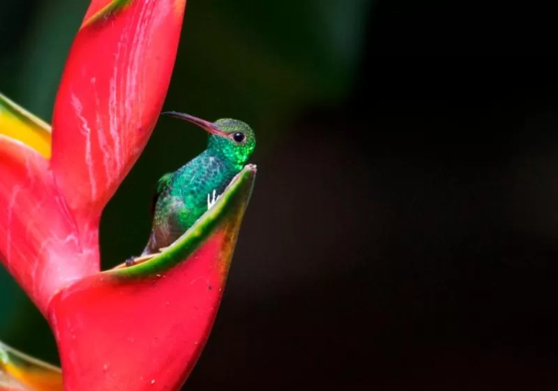 Other Animals in La Purruja Lodge