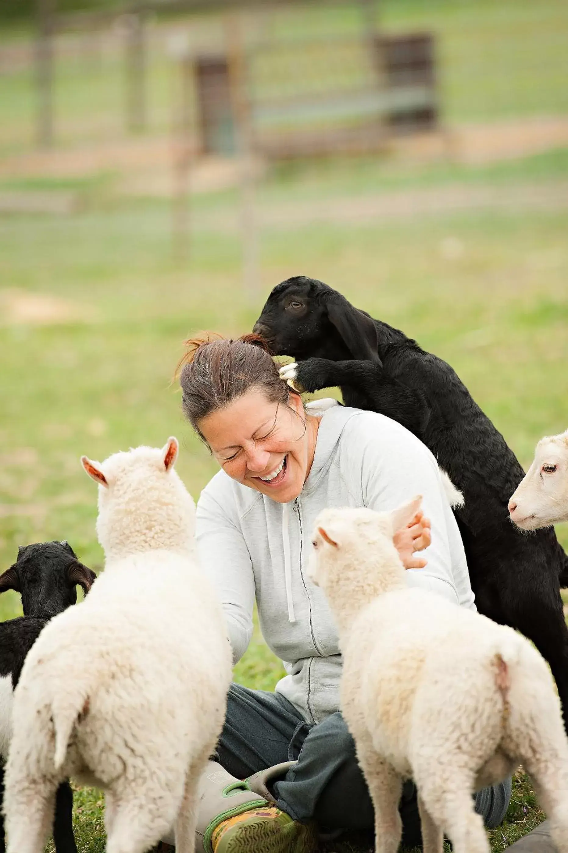 Other Animals in Rêves de Moutons