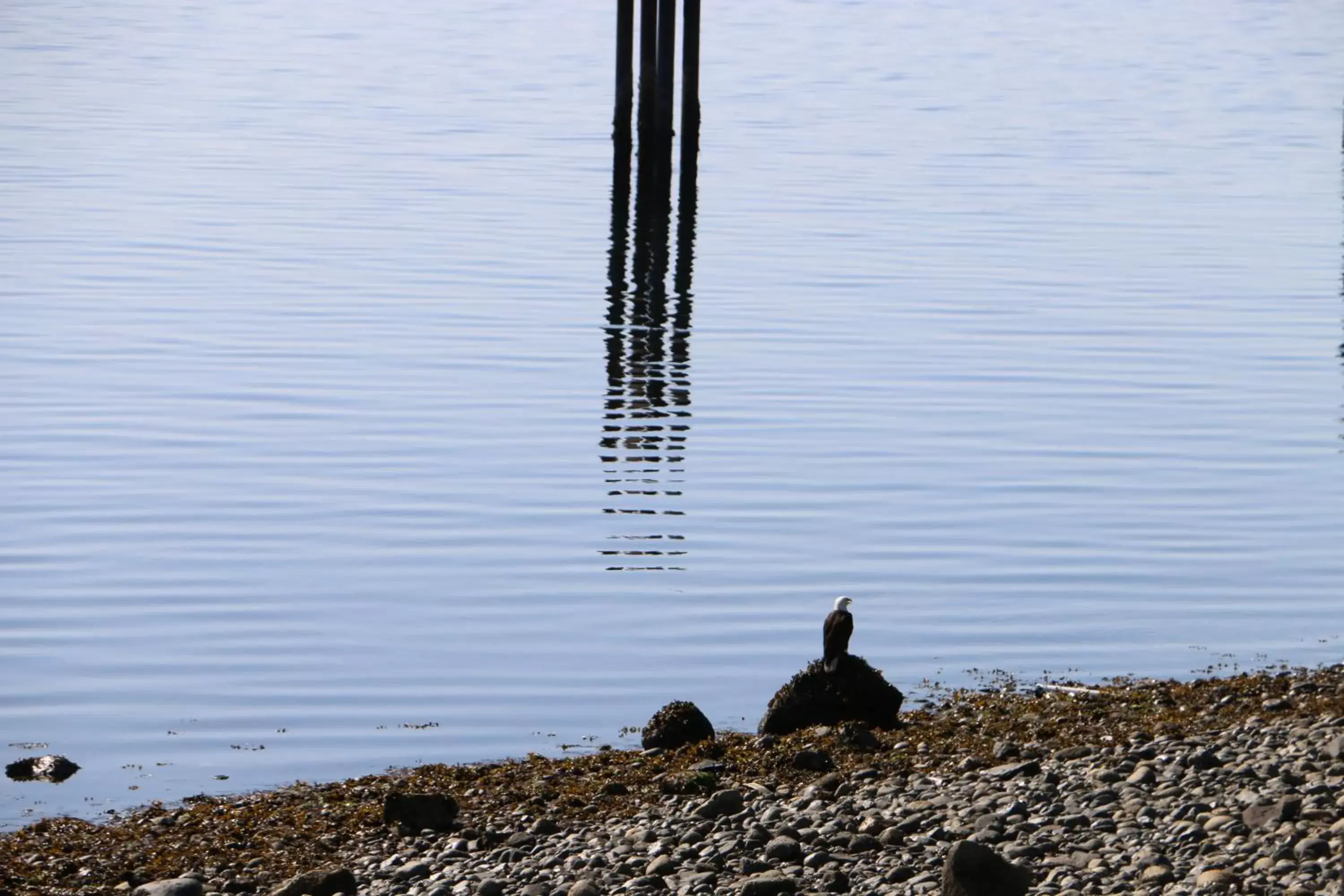 Animals, Other Animals in Nimpkish Hotel