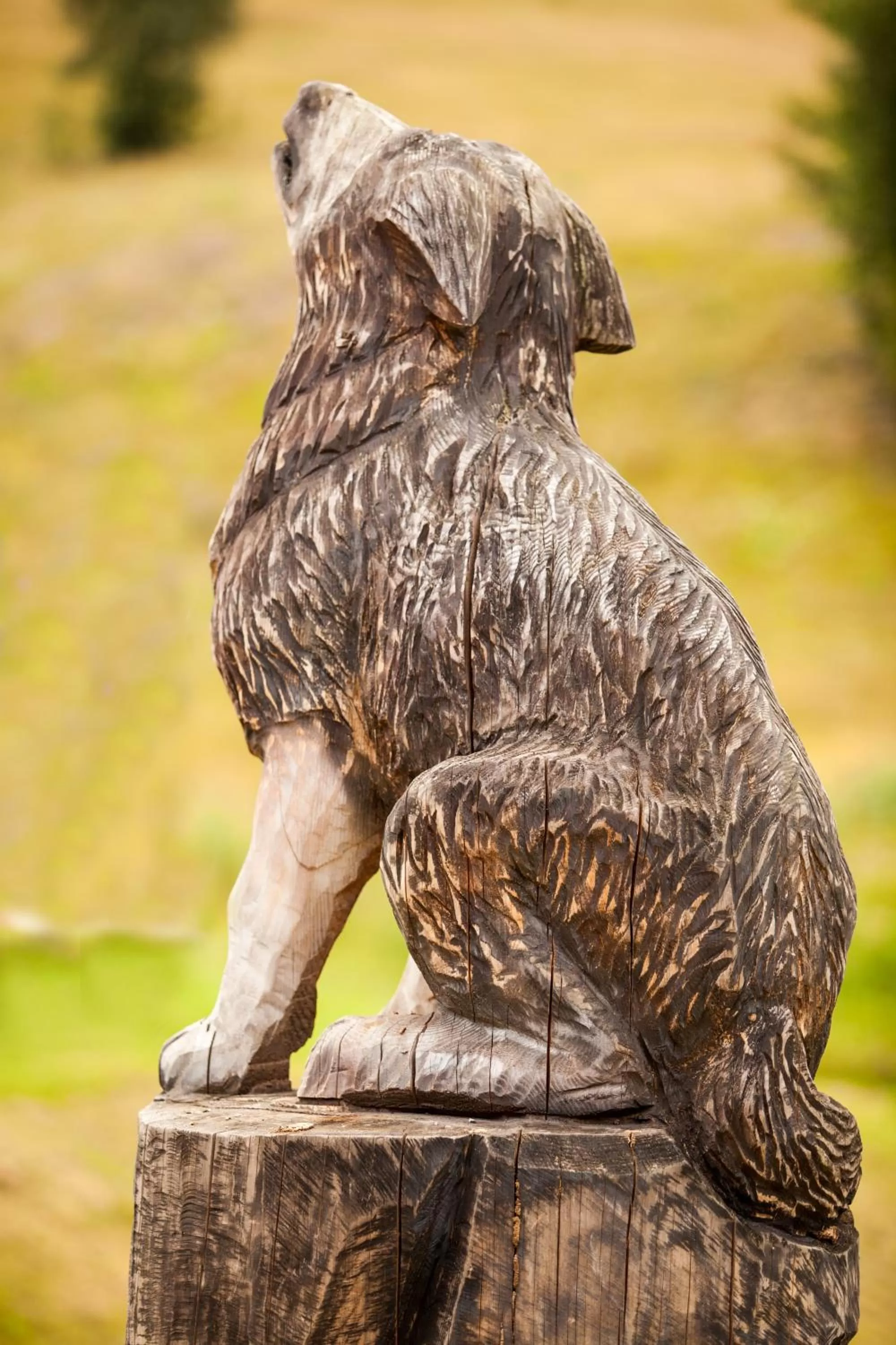 Animals in SKI CIERNY BALOG