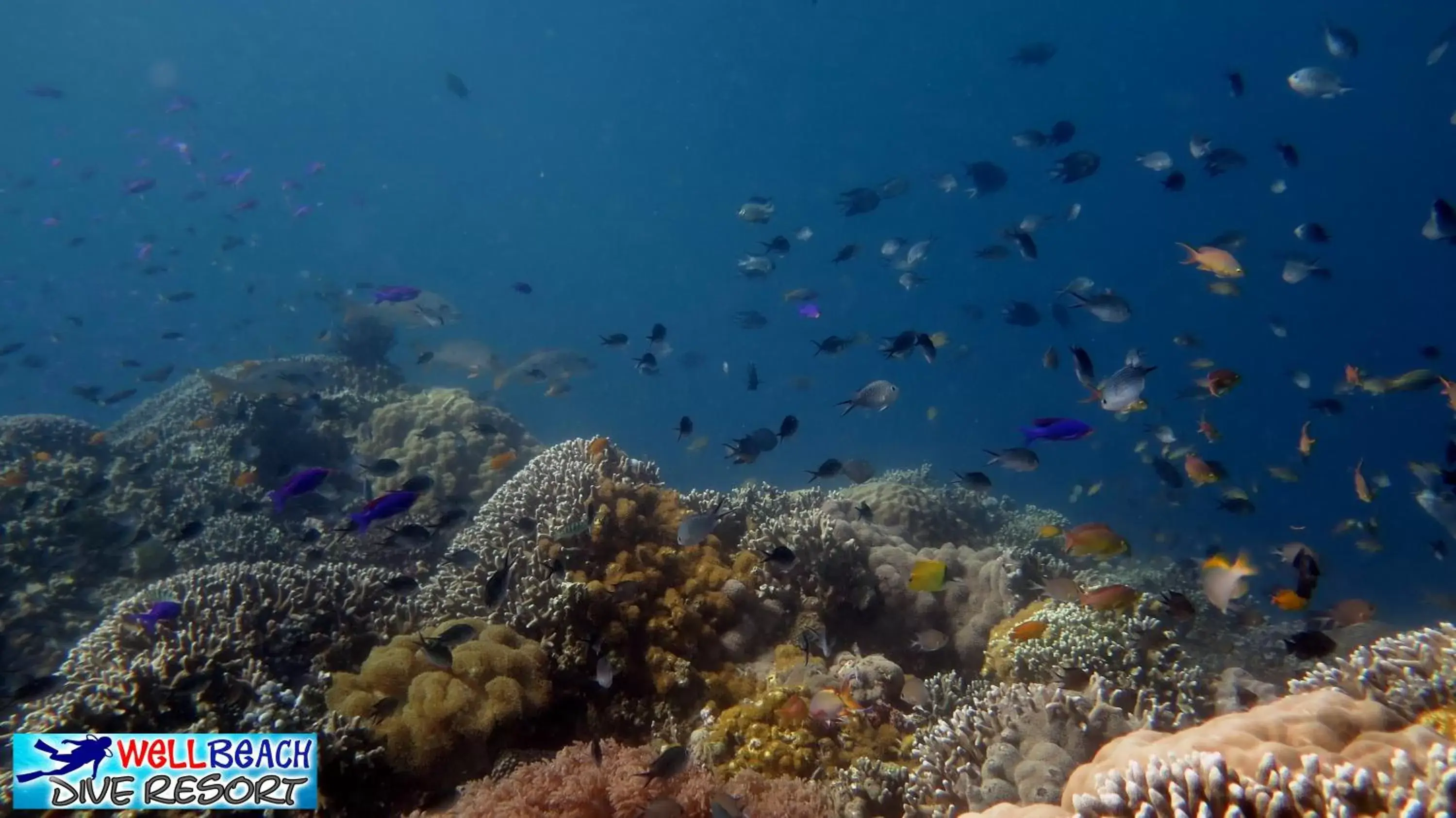 Snorkeling in Wellbeach Dive Resort