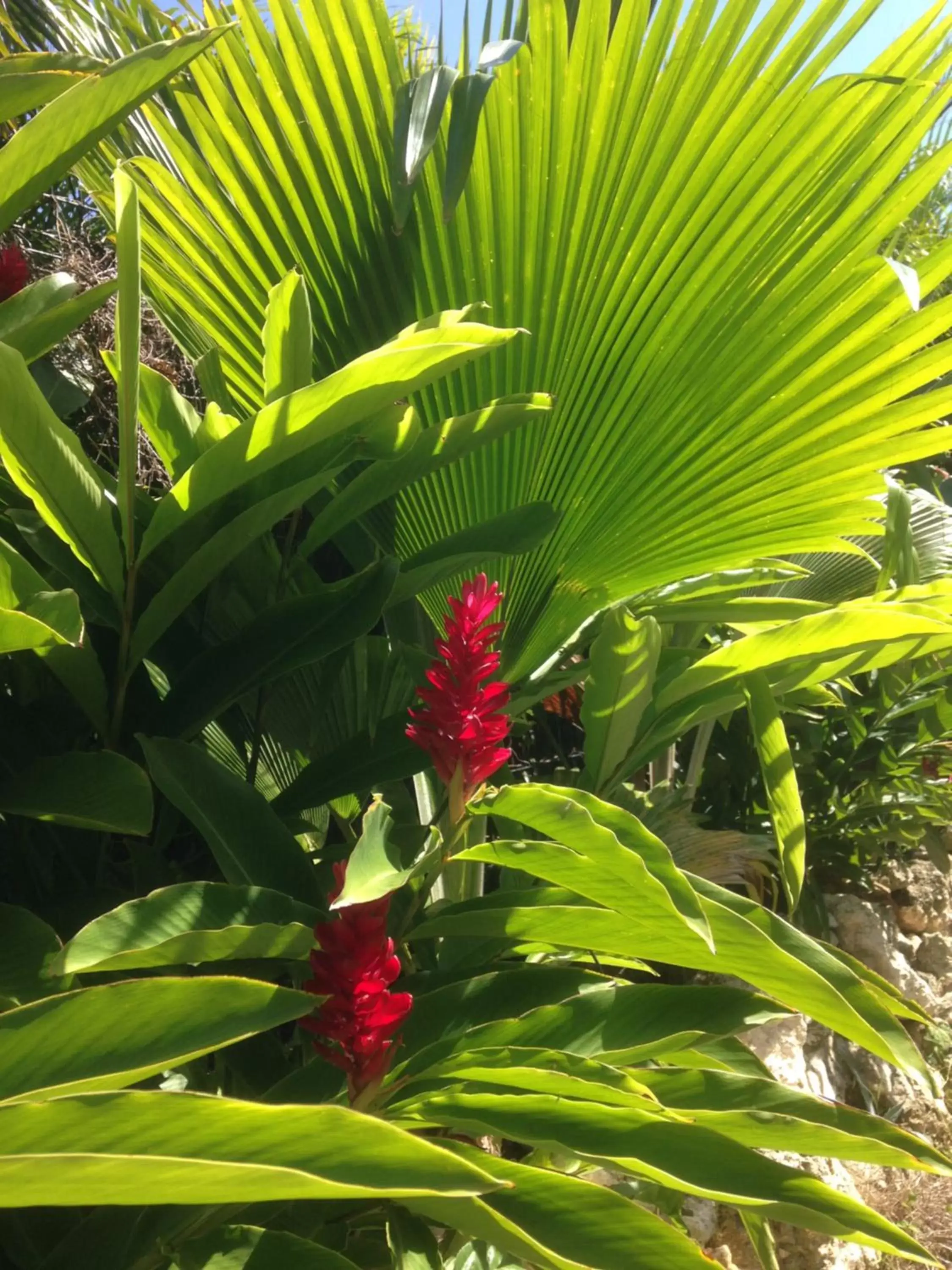 Chambre d'hôte Coeur-CoCo piscine Chambre d'hôte Coeur-CoCo piscine