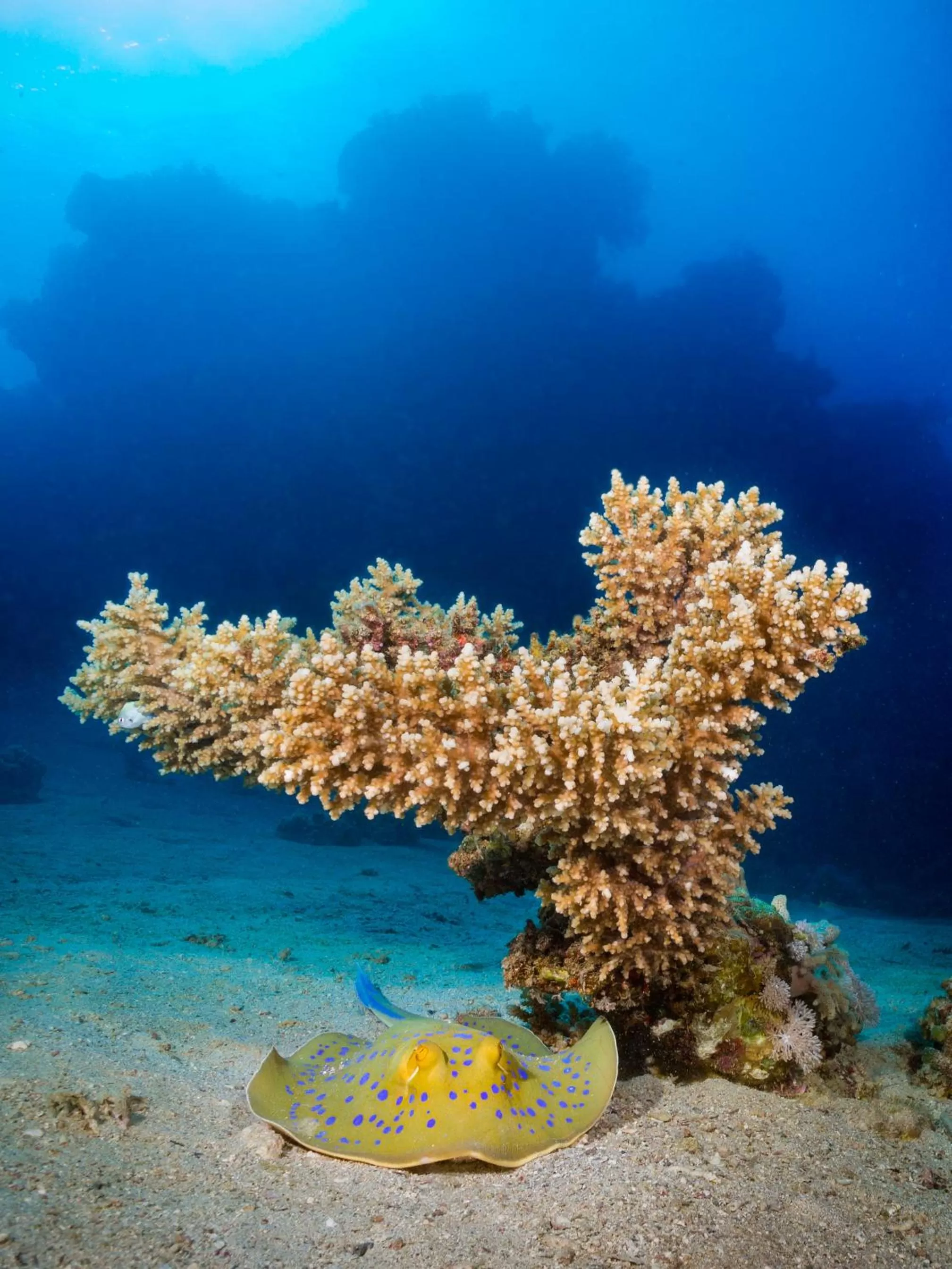 Snorkeling in Coral Sun Beach