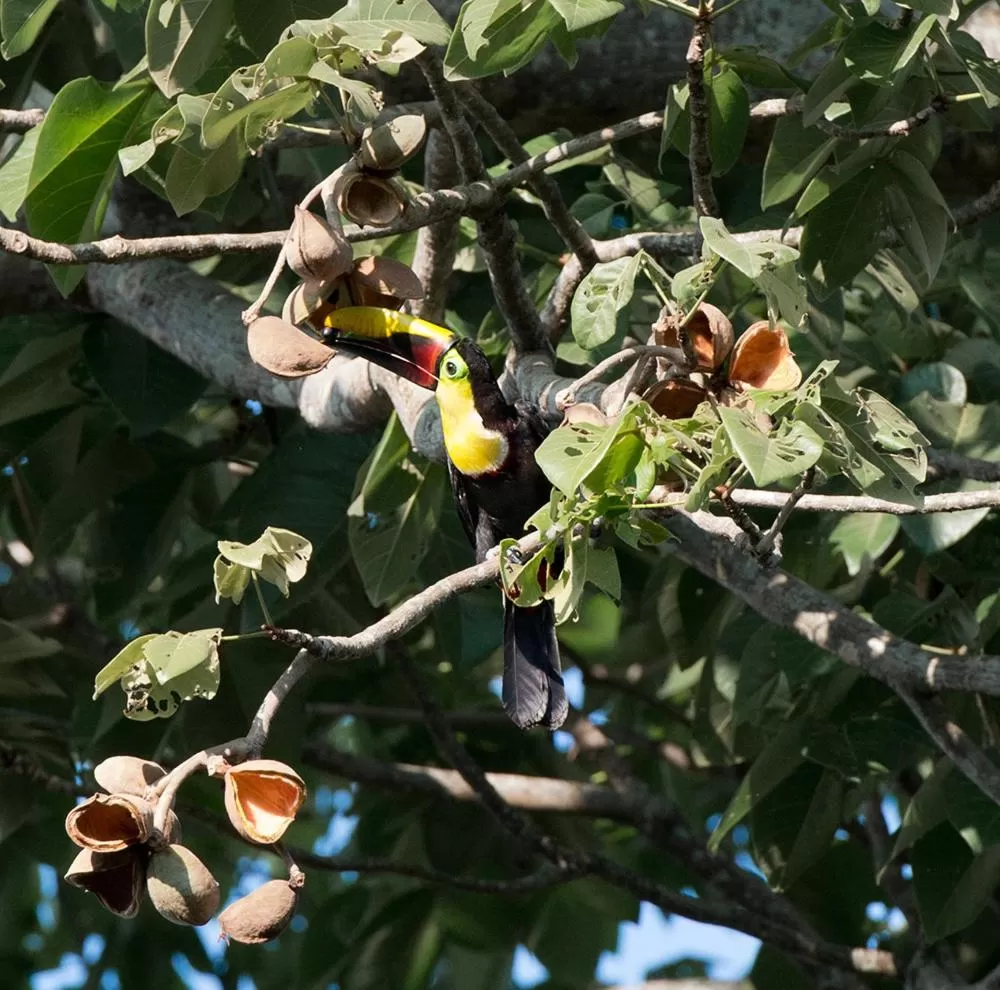 Restaurant/places to eat, Other Animals in Hotel Arboleda