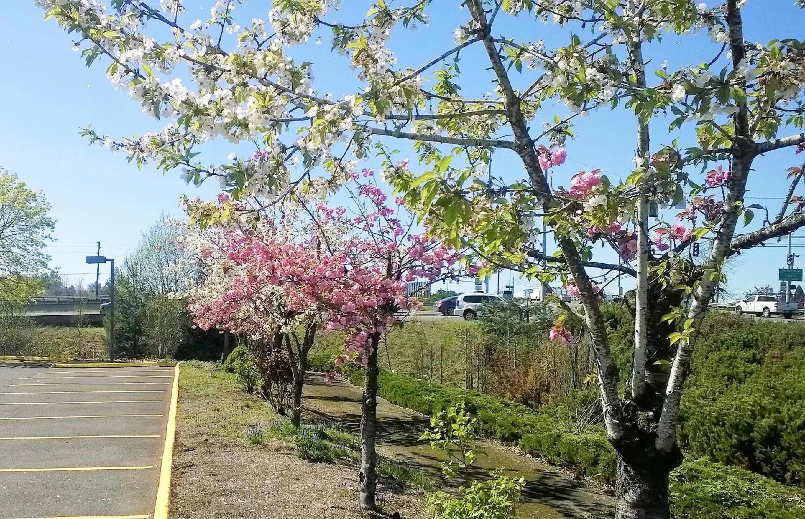 Garden in Pepper Tree Inn