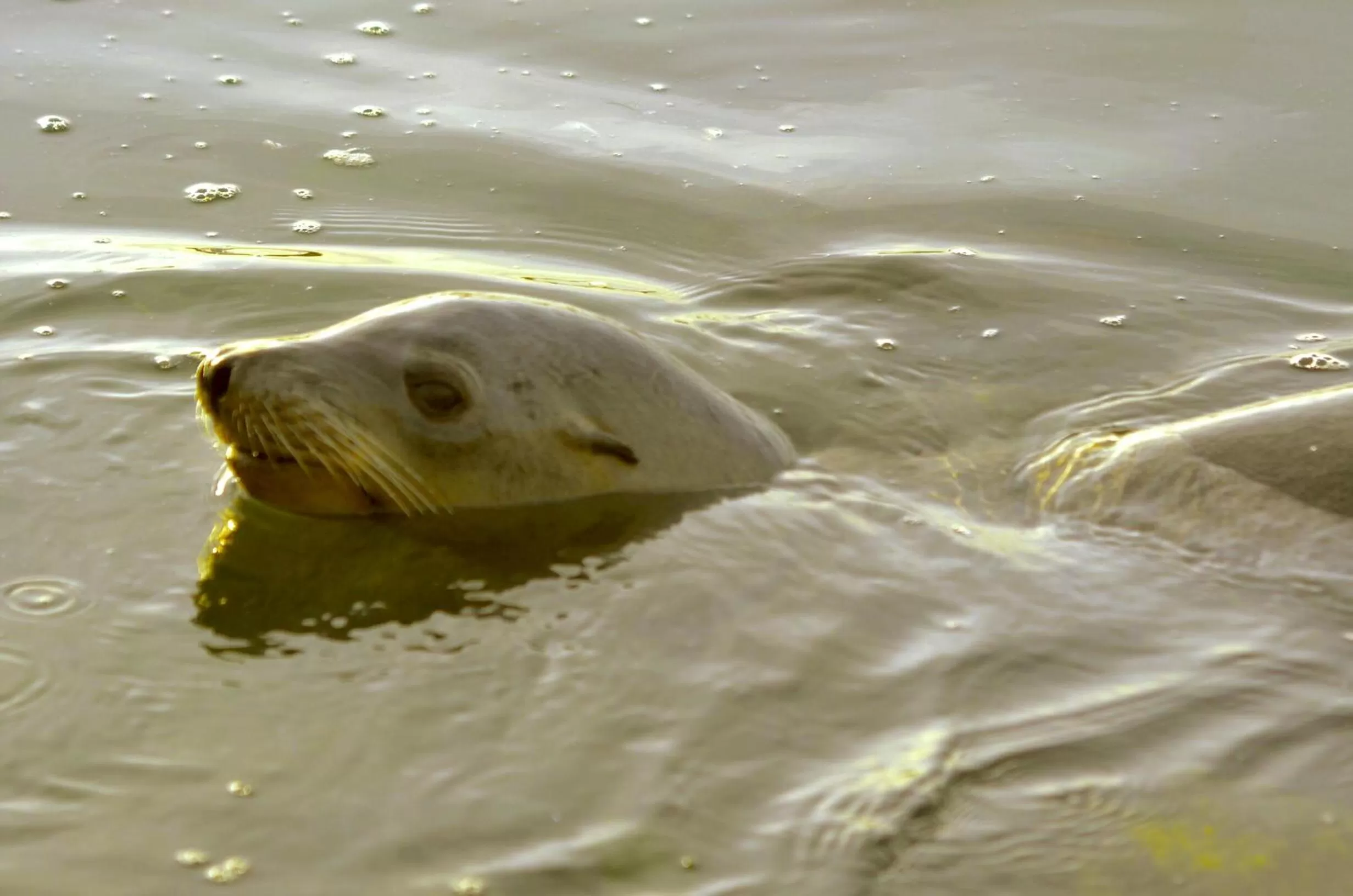 Animals in Captain's Inn at Moss Landing