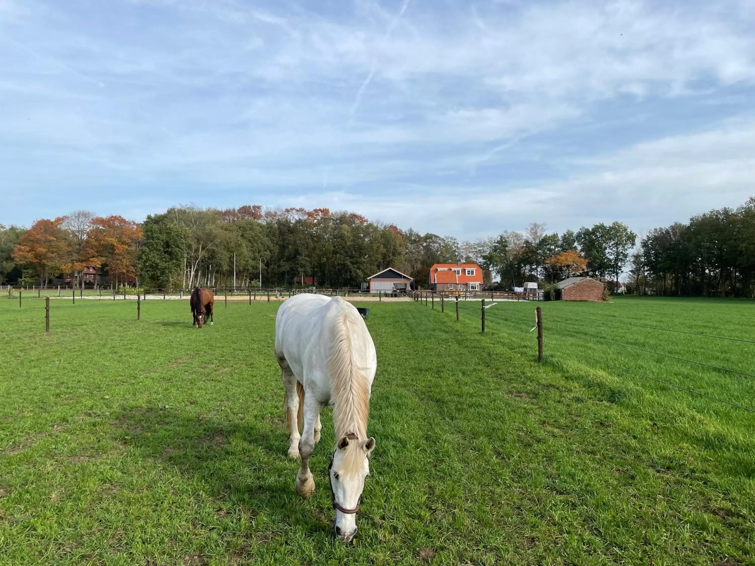 Other Animals in Bed & Breakfast Hoeve Happiness