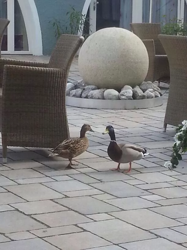 Animals in Hotel DAH-Inn