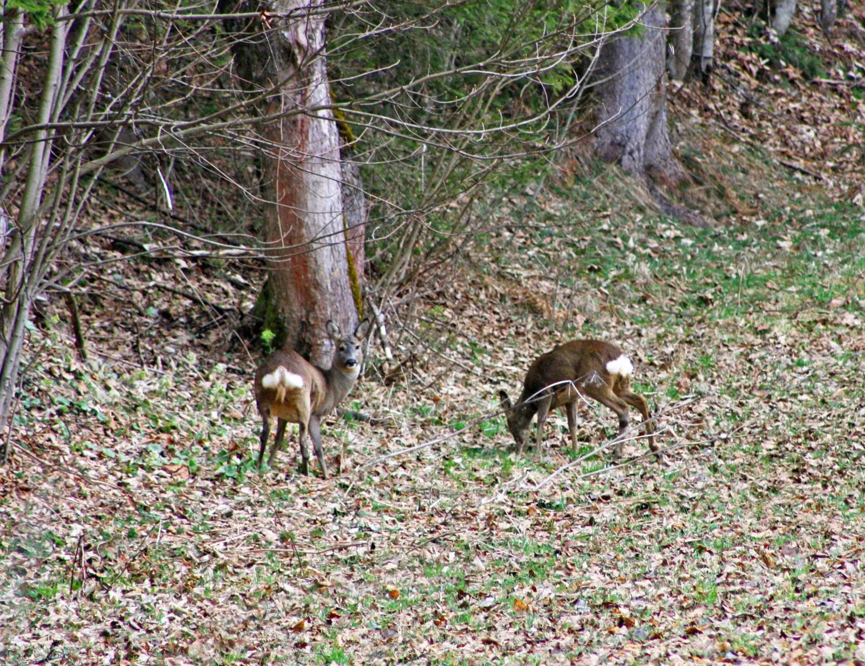 Garden, Other Animals in Alpenhof