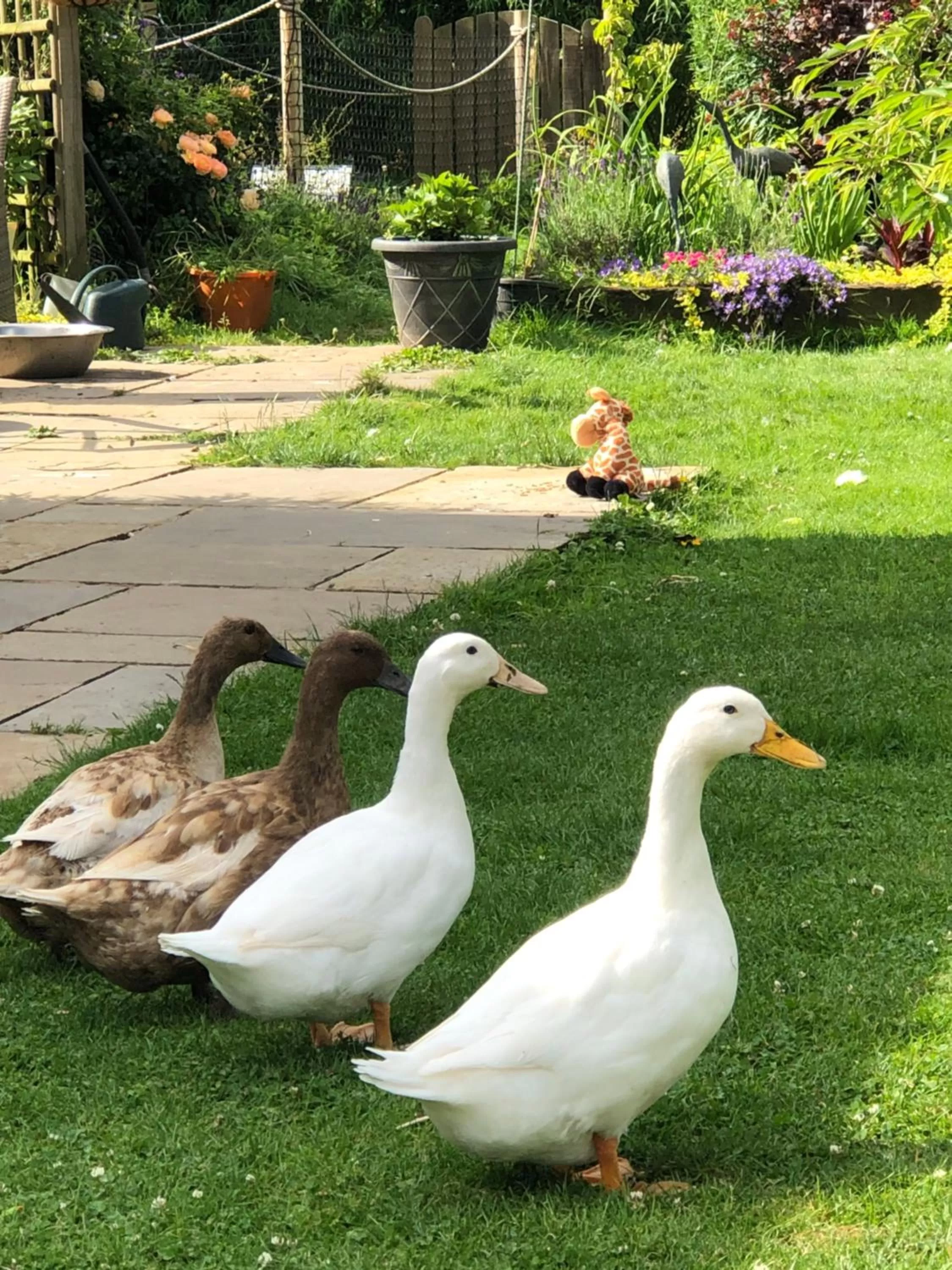 Animals in West View Lodge