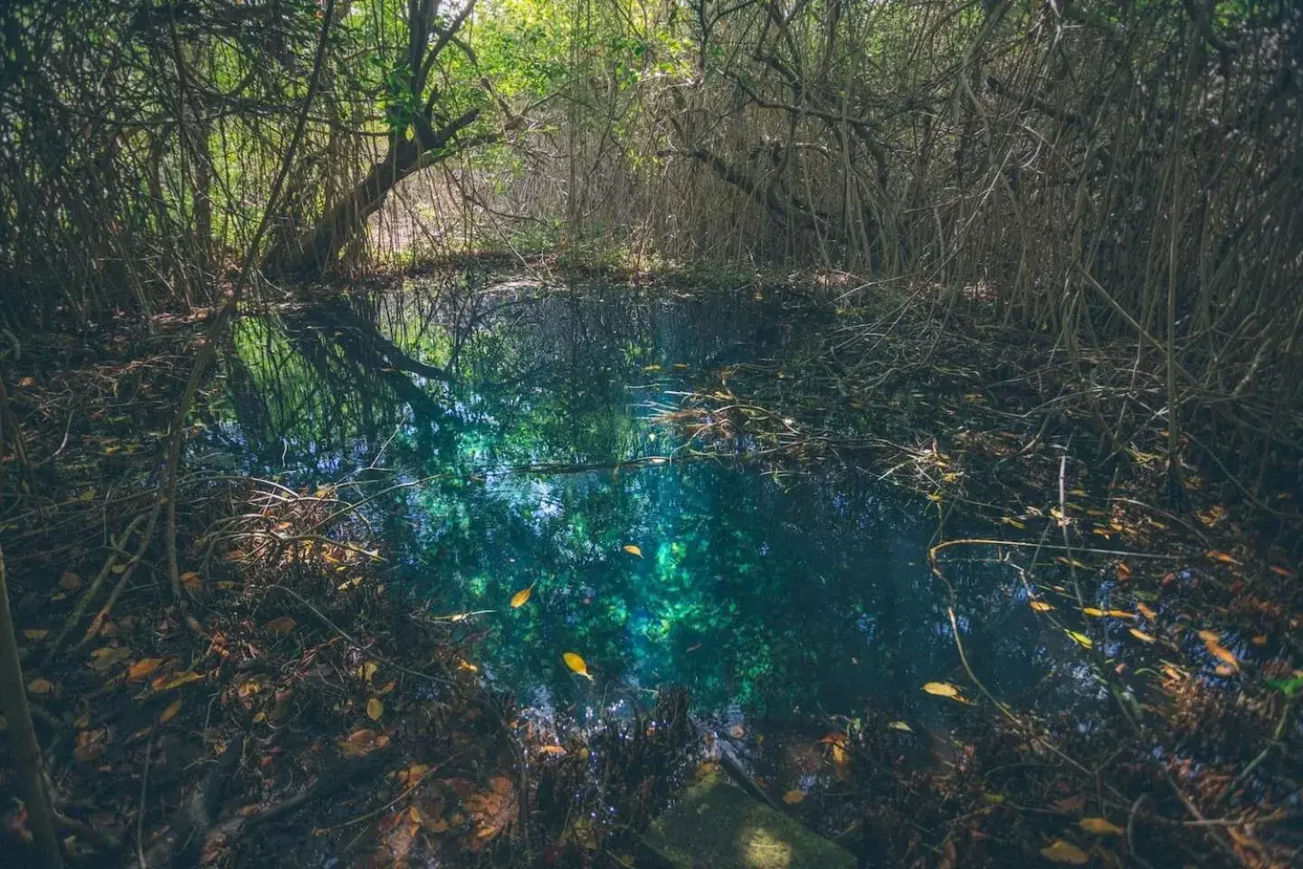 Natural landscape in Hidden Treehouse Tulum Eco-Hotel