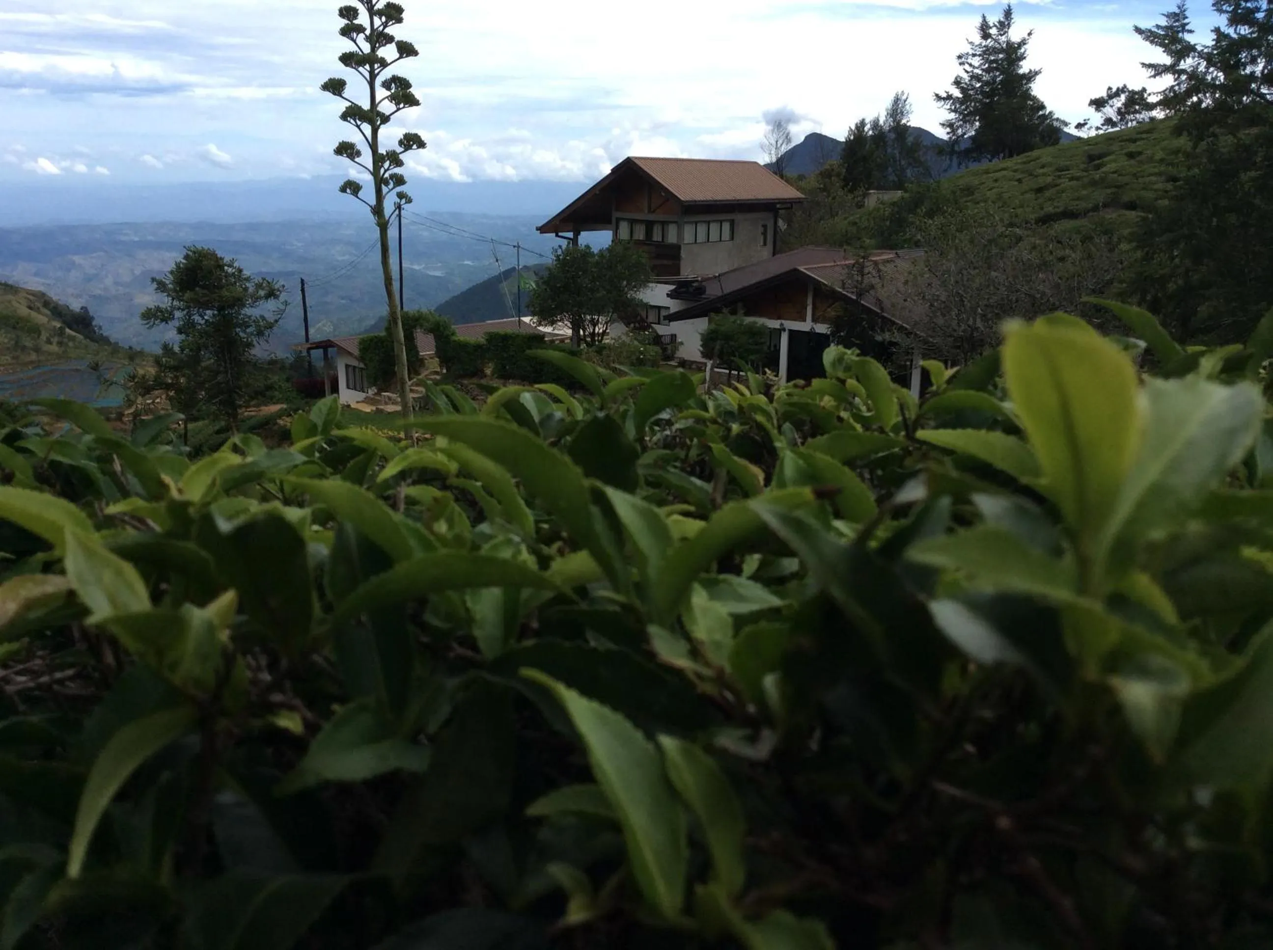 Hill Safari - Tea Estate Villa