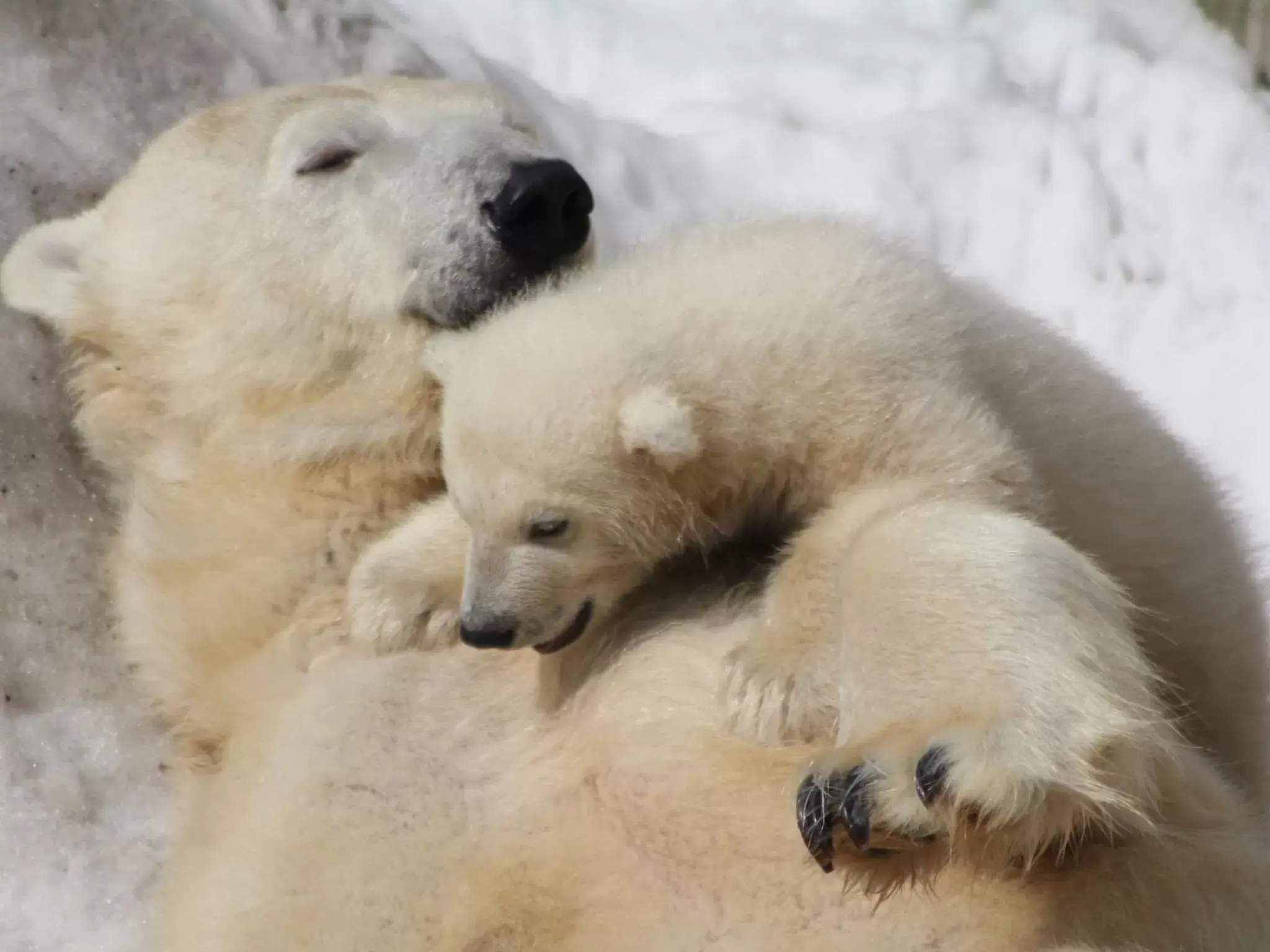 Nearby landmark, Other Animals in APA Hotel & Resort Sapporo