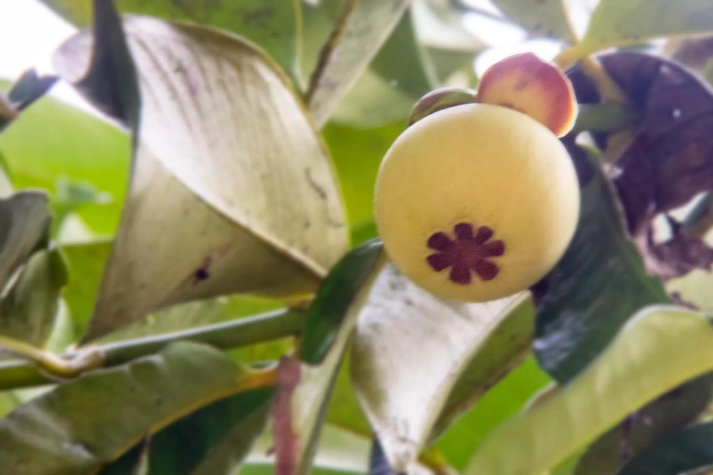 Food in Khao Sok Palmview Resort
