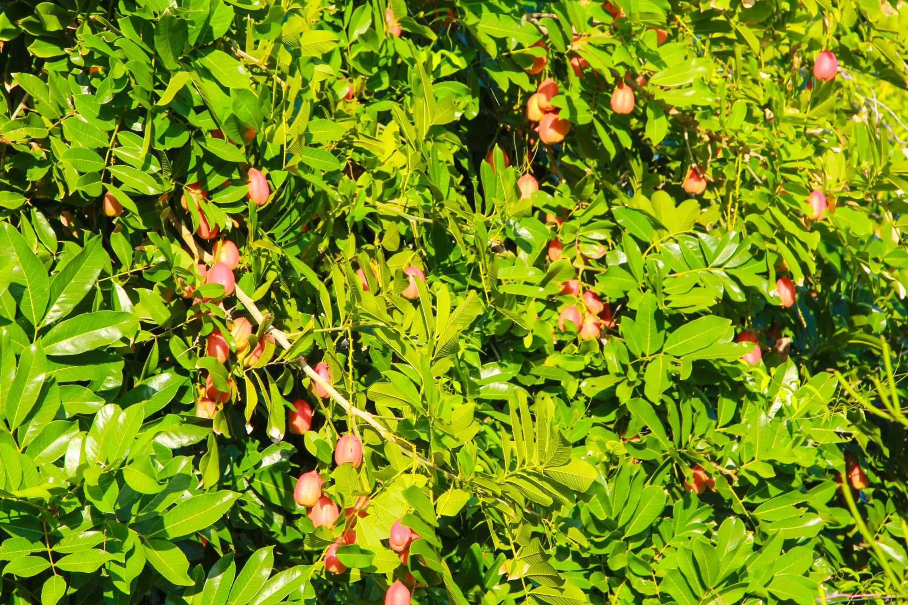 Garden in Zion Country