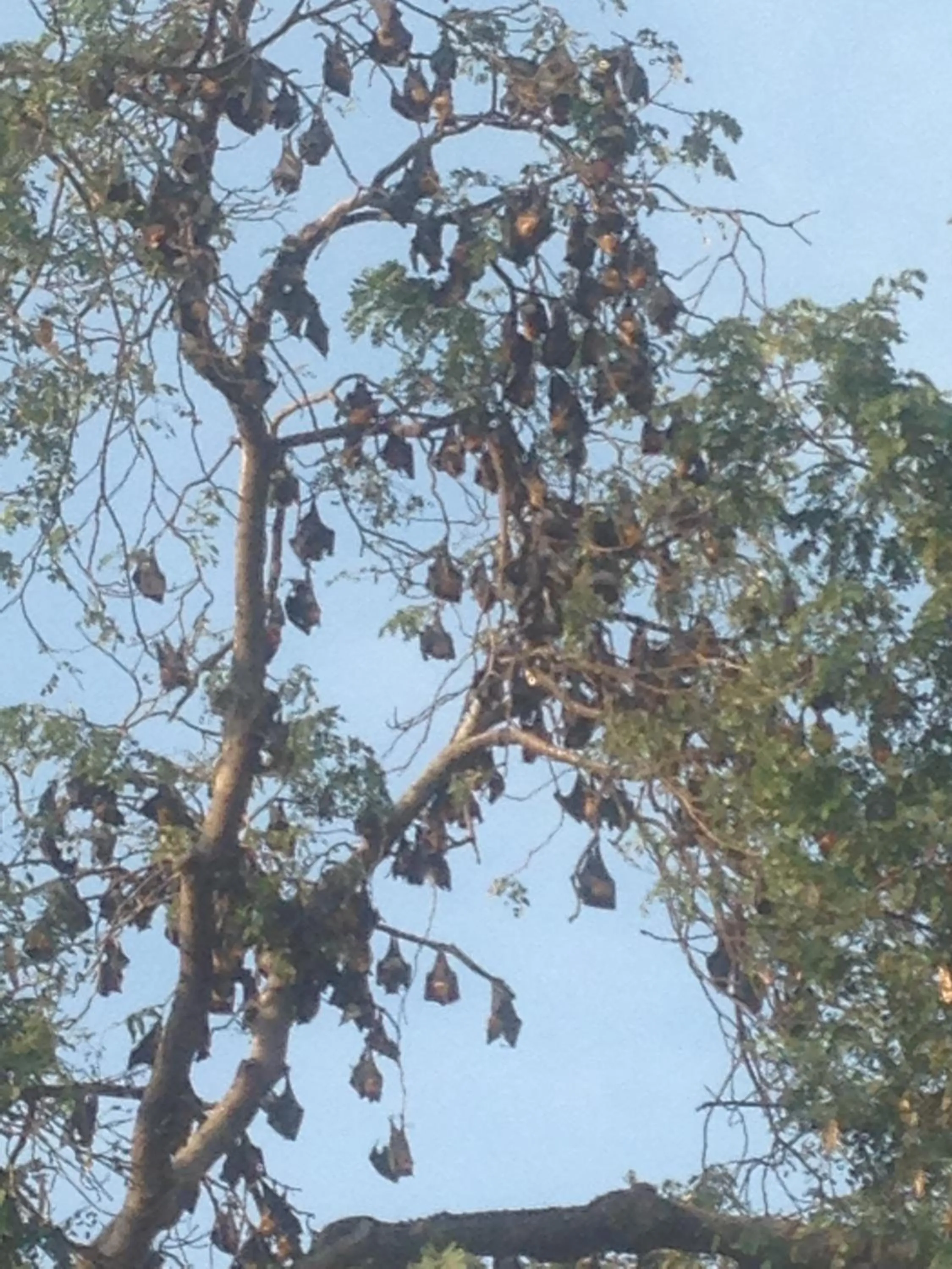 Other in Capital Battambang Hotel