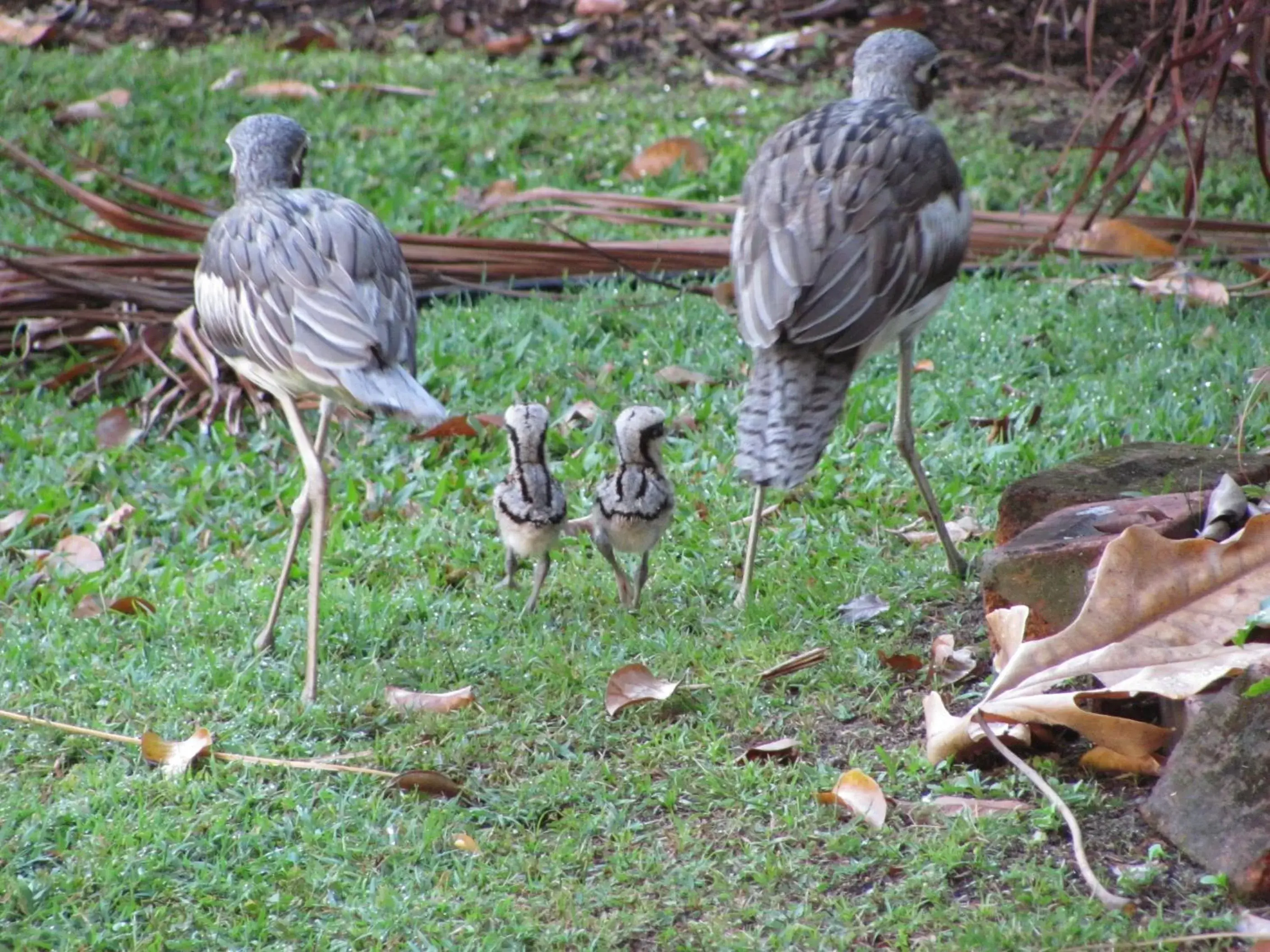 Garden, Other Animals in Clifton Sands Holiday Units