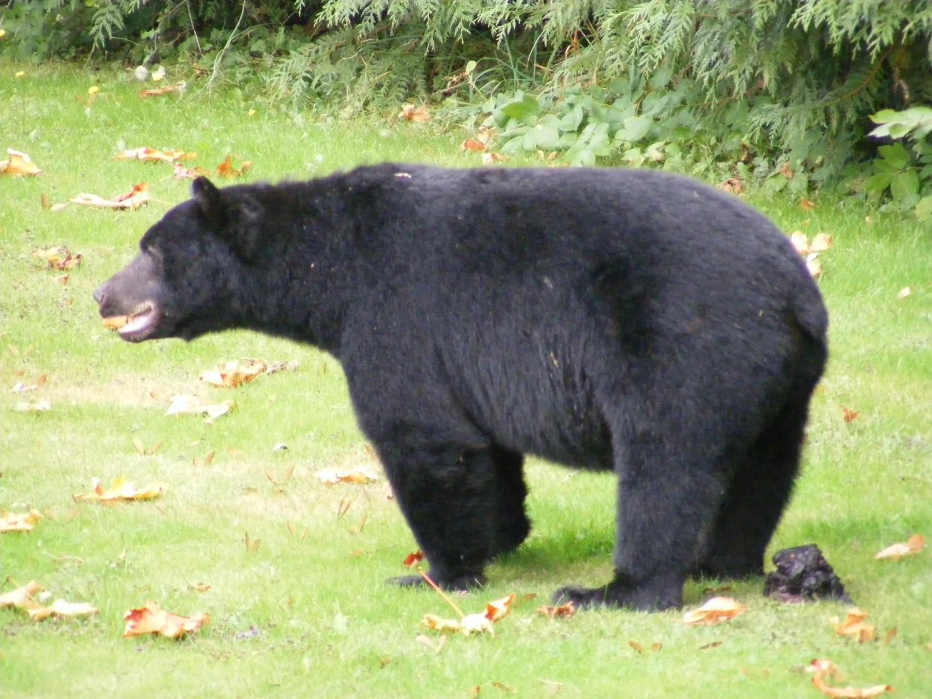 Other, Other Animals in Hummingbird Guesthouse