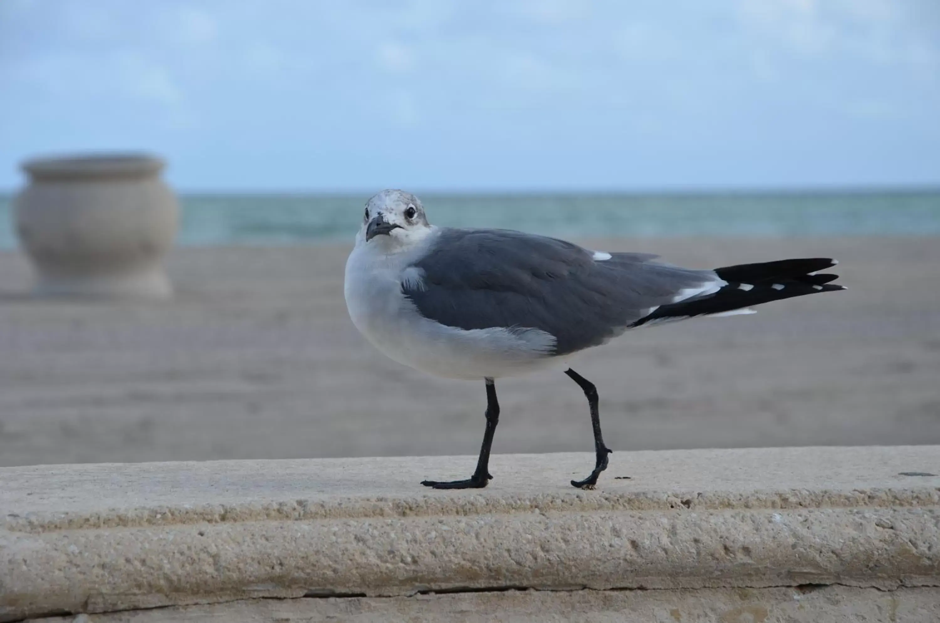 Other Animals in La Terrace Oceanfront