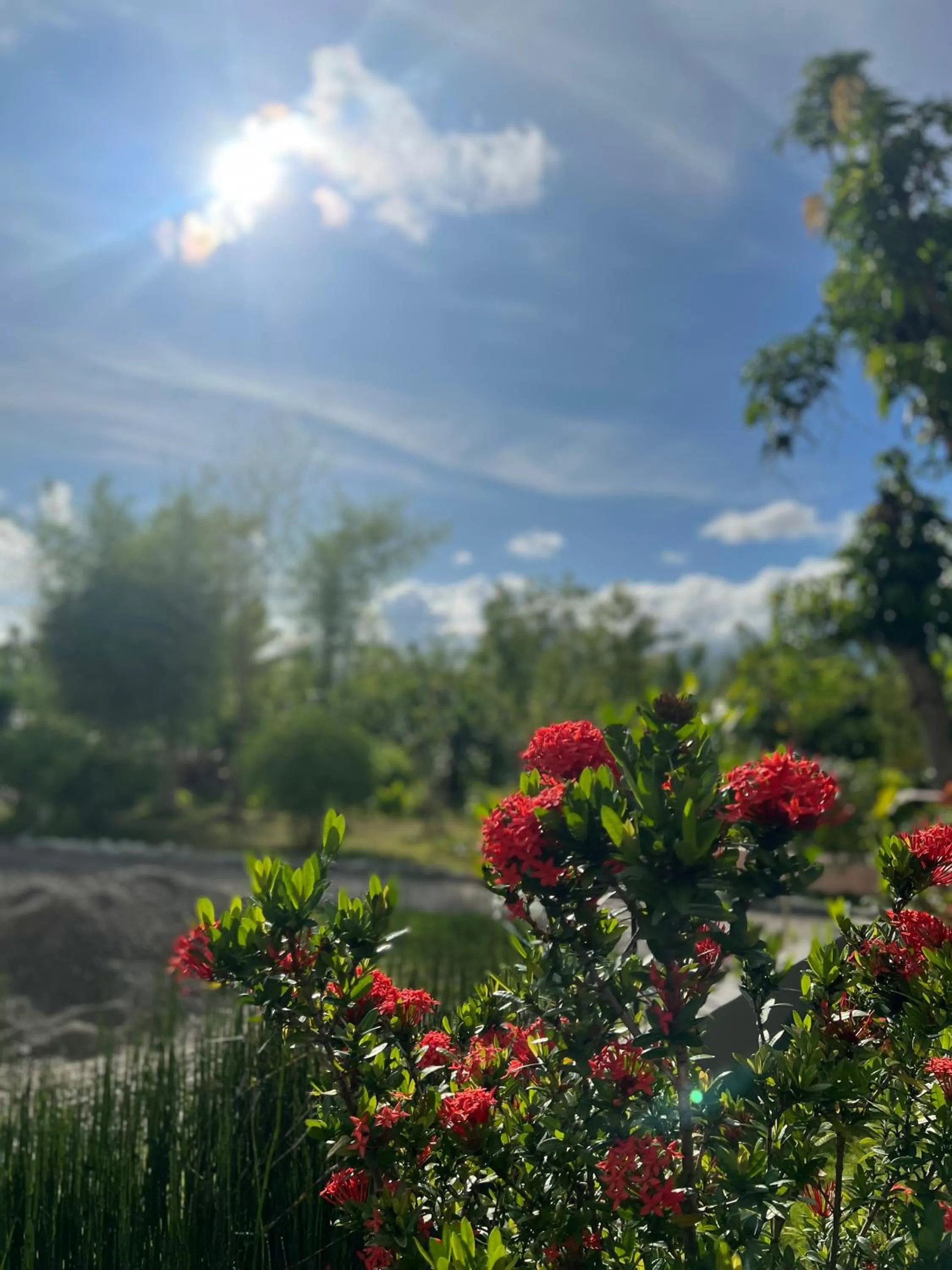 Garden in La Plumerias