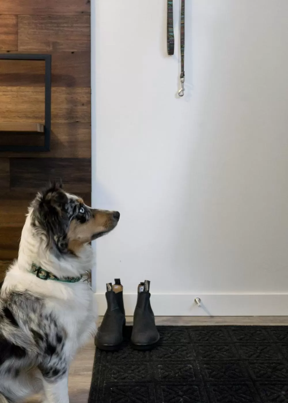 Pets in Tiny Homes by Snow Valley Lodging