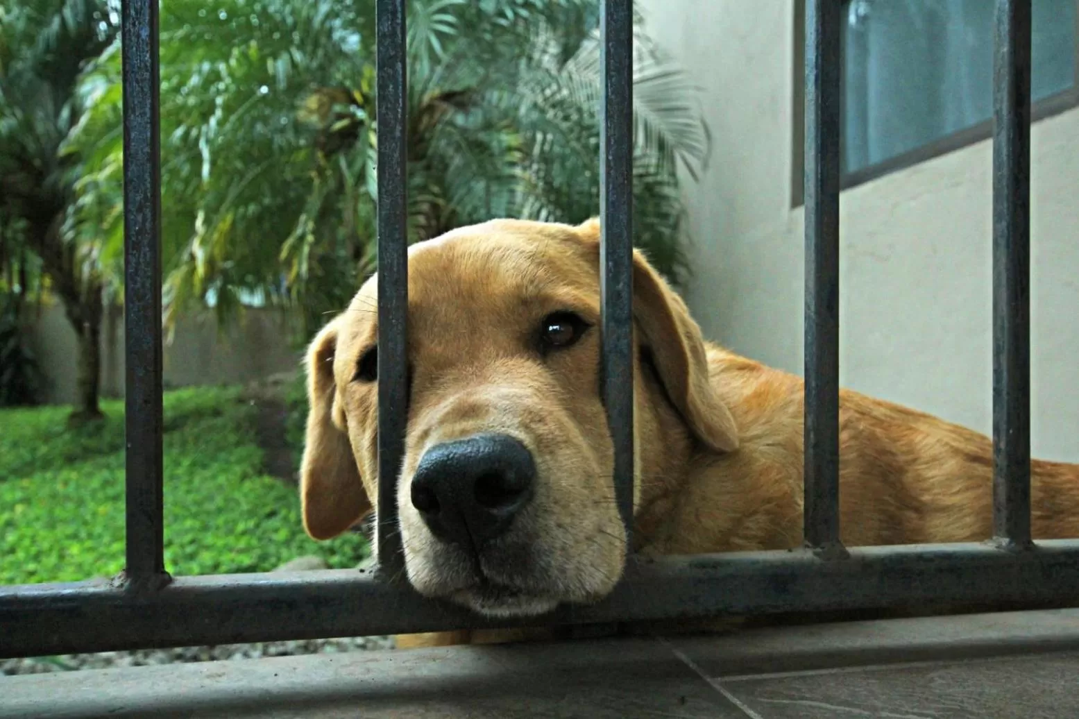 Pets in The Guest Suites at Manana Madera