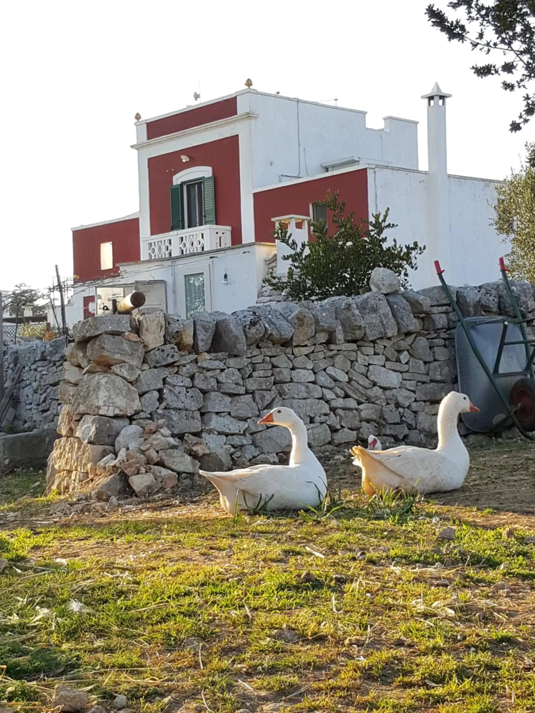 Pets, Property Building in Masseria Trulli sull'Aia