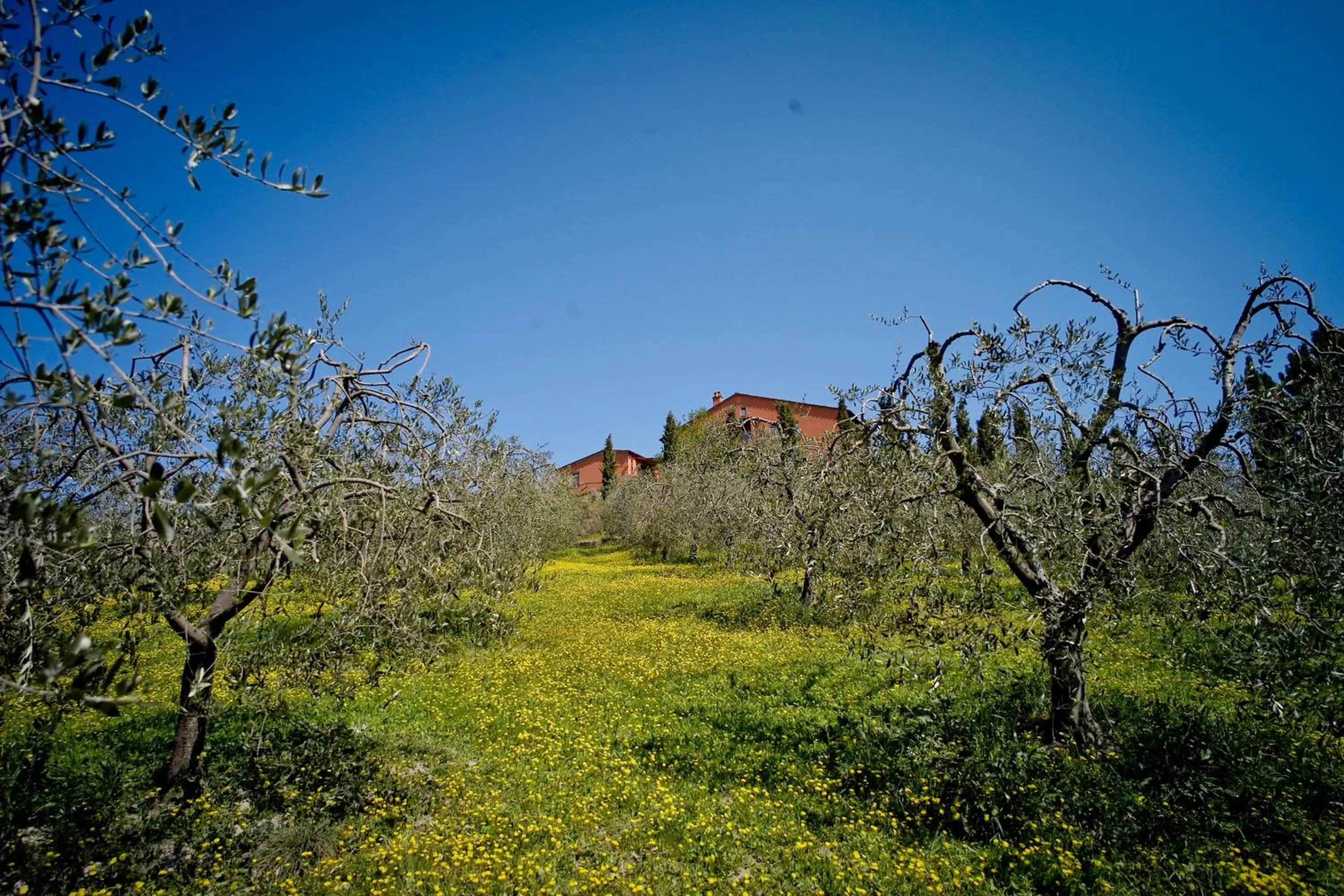 Facade/entrance, Natural Landscape in Podere Benintendi