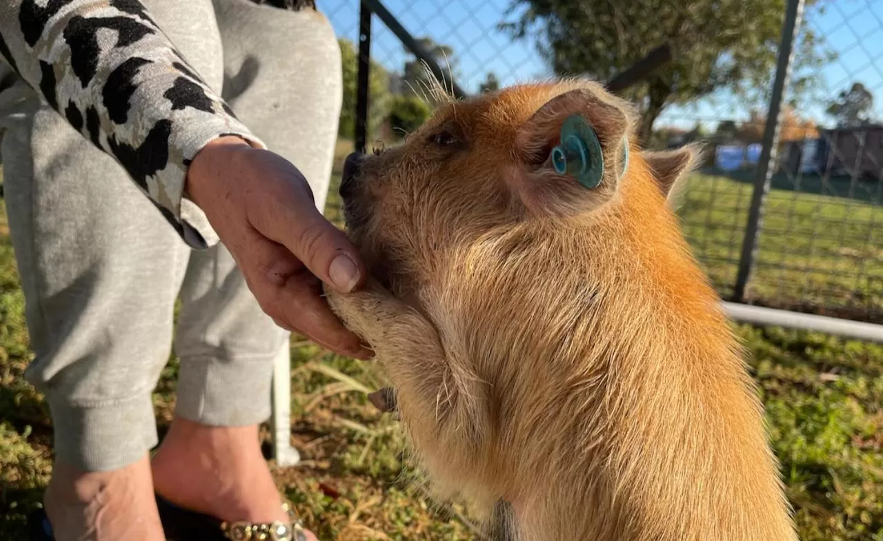 Animals in Quirindi Sunflower Motor Inn