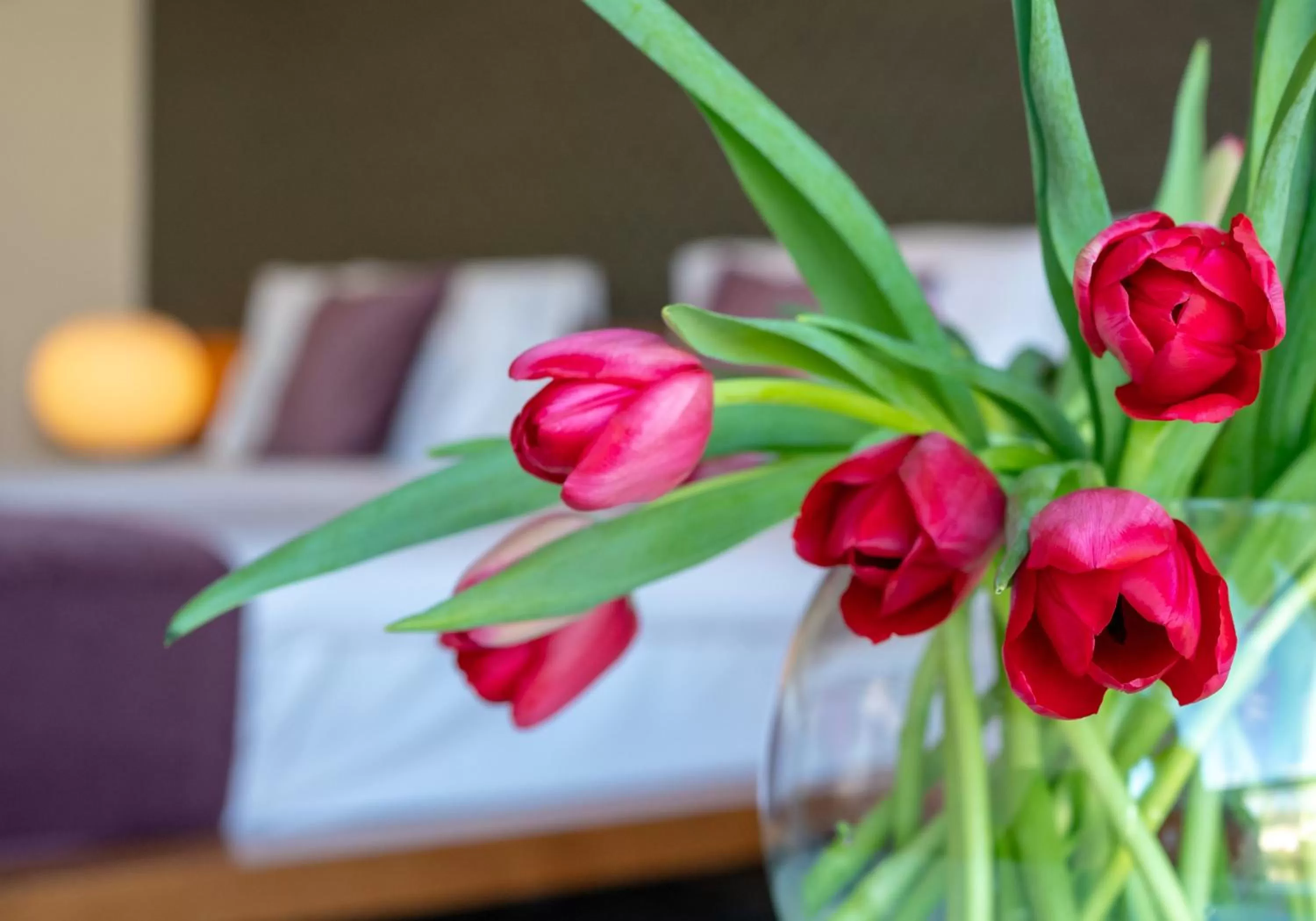 Photo of the whole room in D Hotel