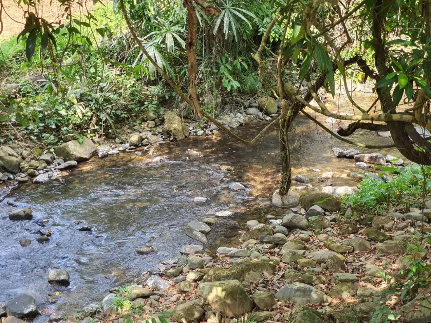 Natural landscape in Tree Tops River Huts
