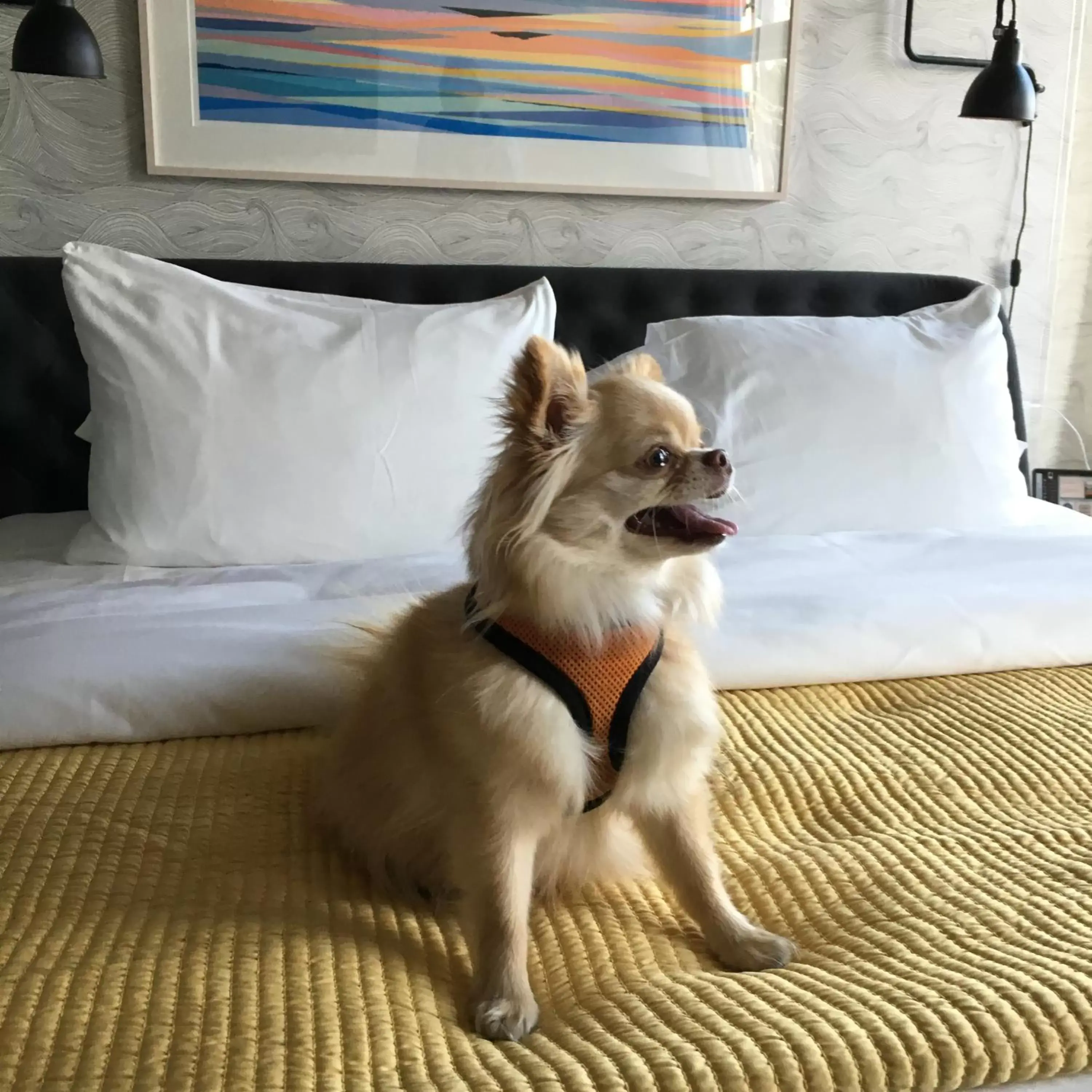 Pets in 250 Main Hotel