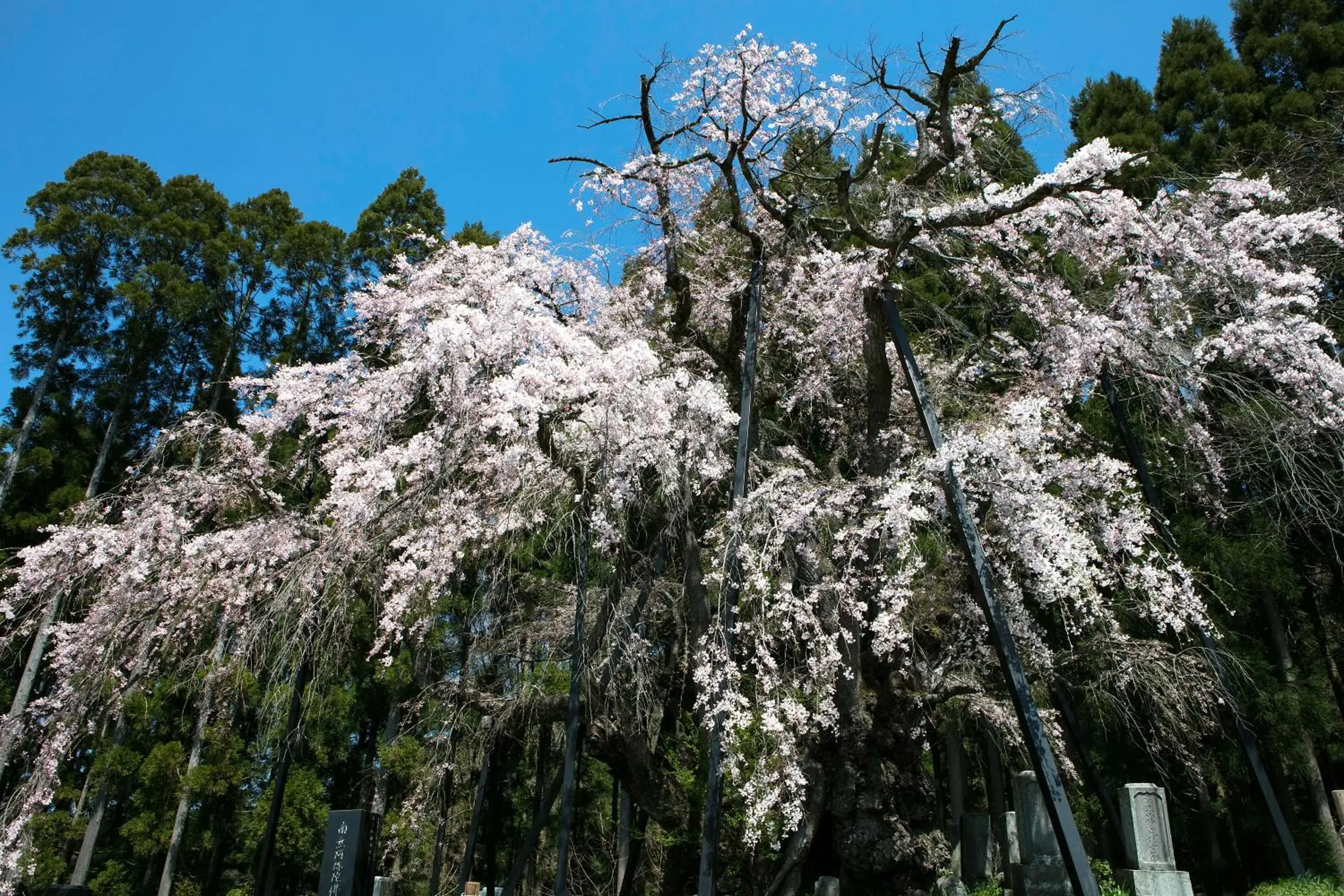 Spring in Ryokan Warabino