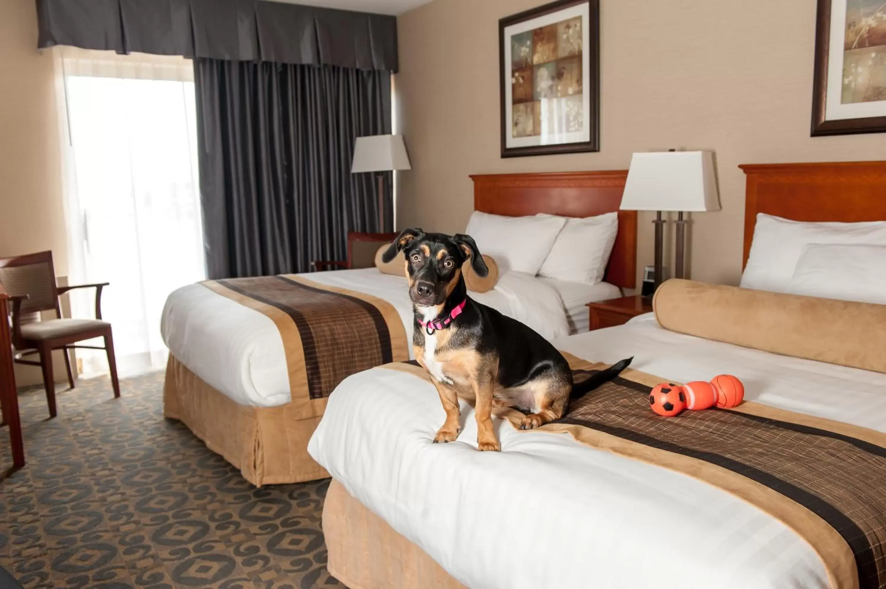 Bed in Best Western Brantford Hotel and Conference Centre