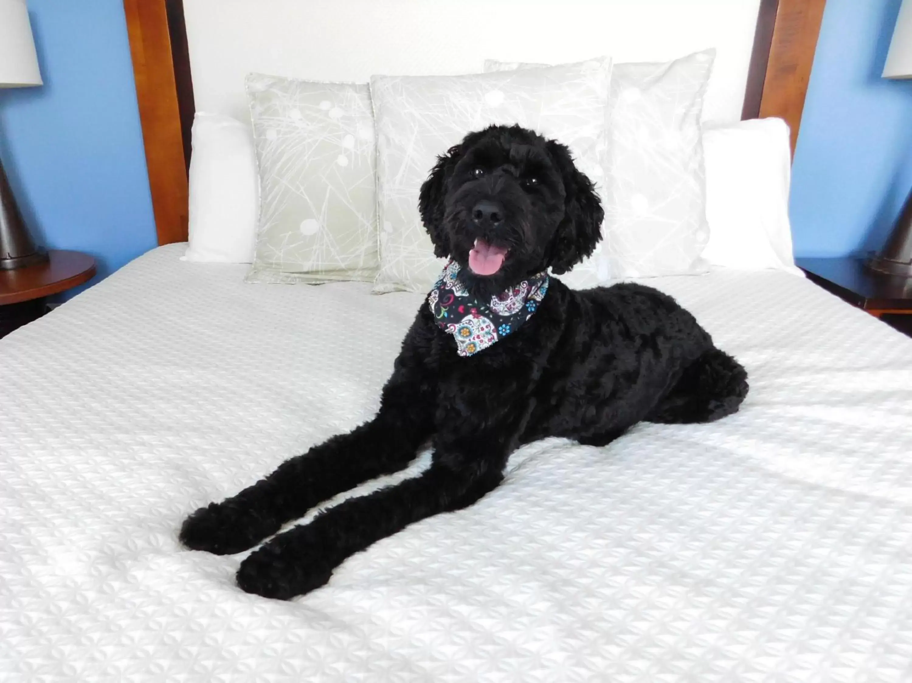 Other, Pets in Hotel Indigo Asheville Downtown, an IHG Hotel
