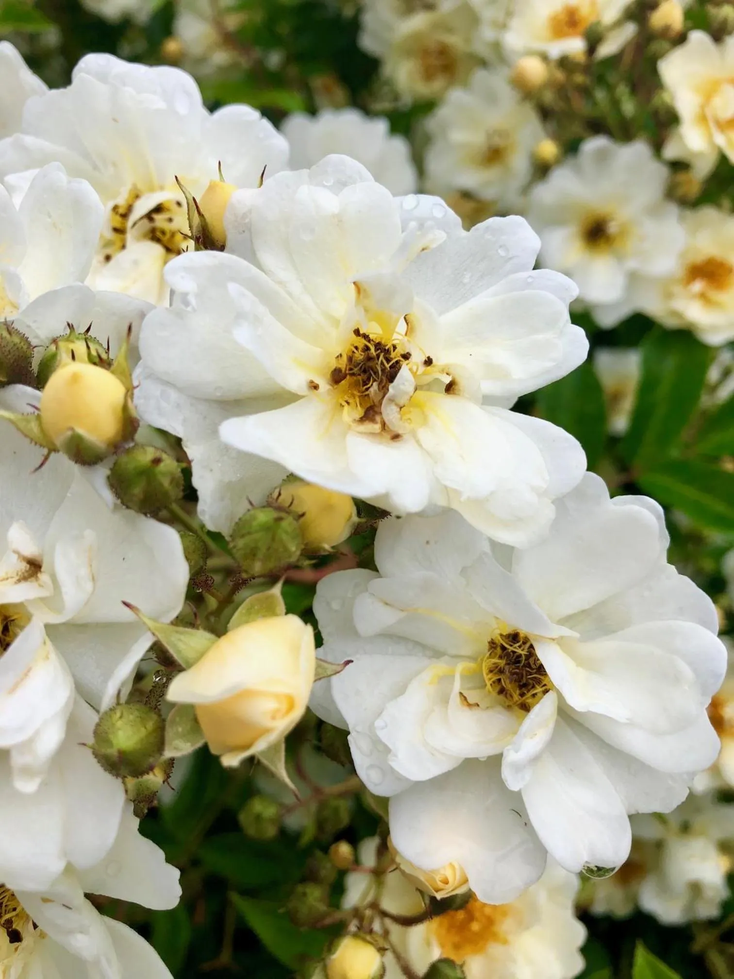Food in Hotell Aqva Restaurang & Bar Ett Biosfärhotell med fokus på hållbarhet