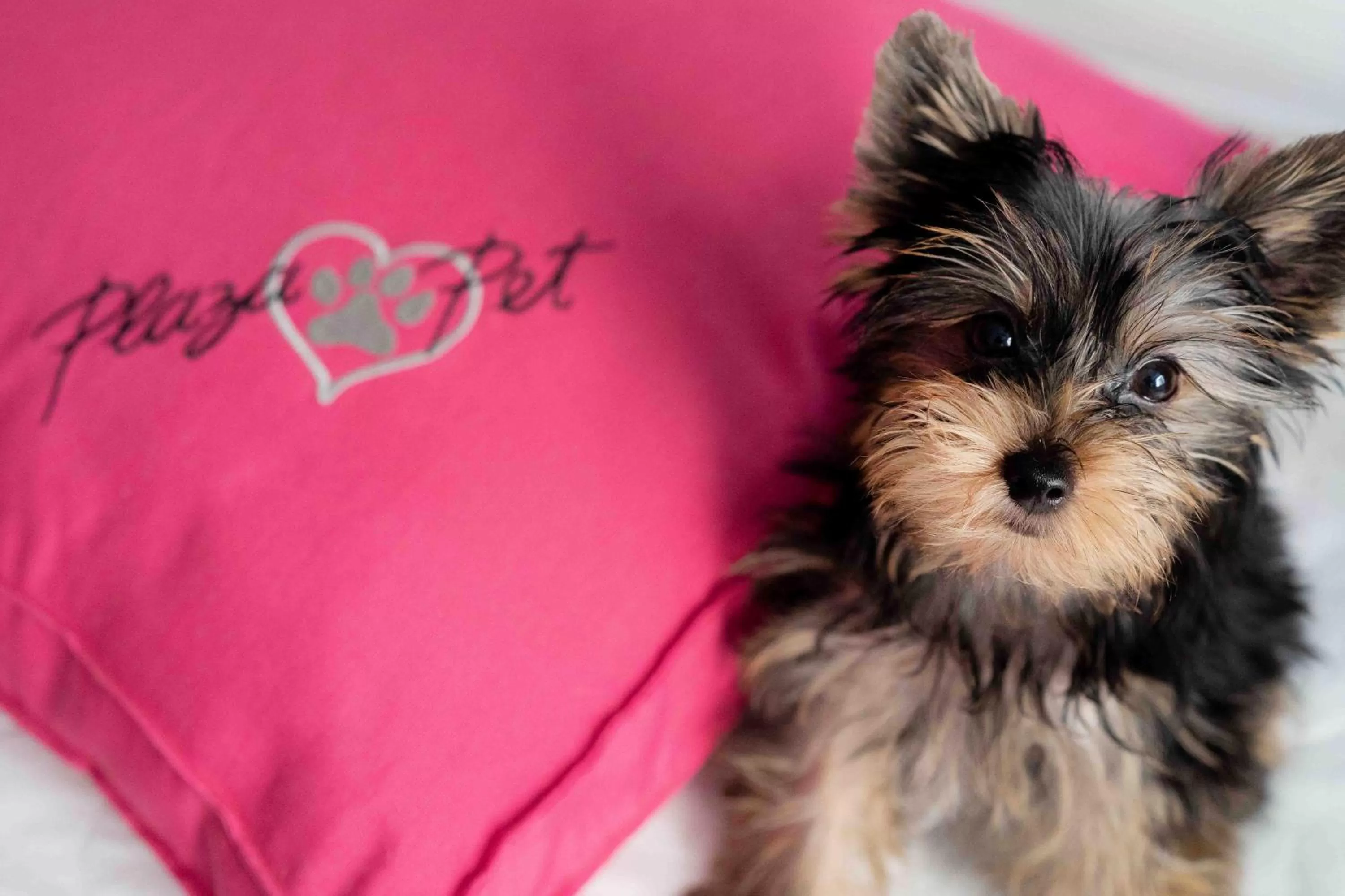 Animals in Plaza Blumenau Hotel