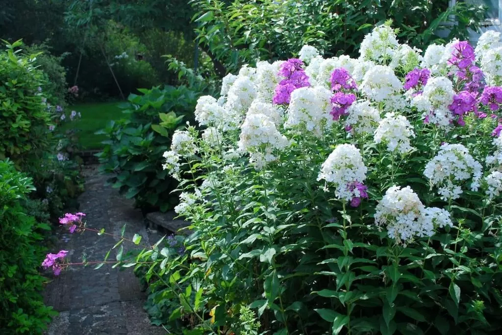 Garden in Comfortable rooms