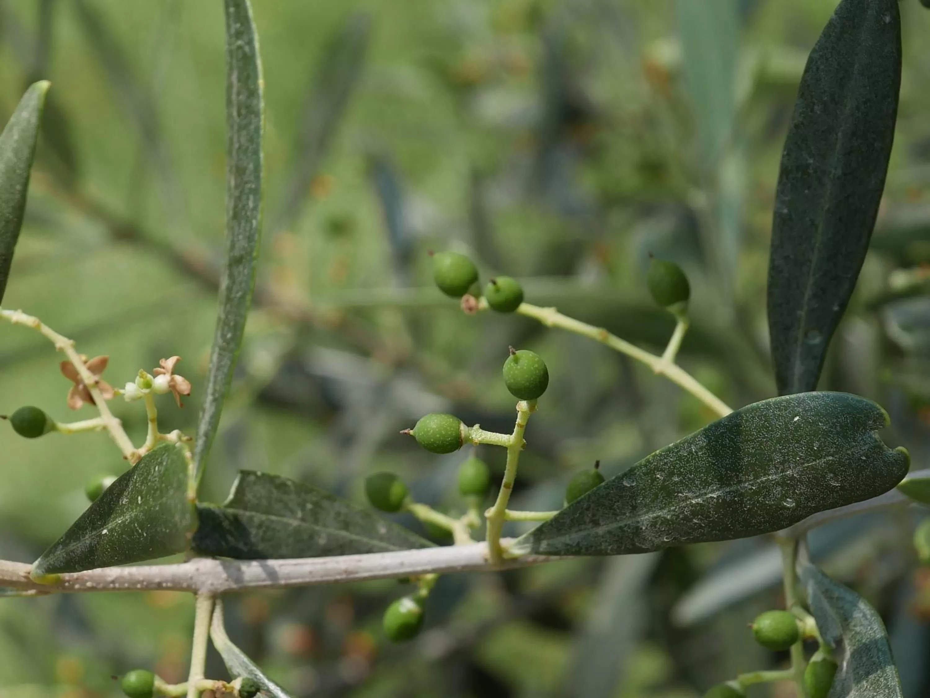 Natural landscape in Villa Cavalletti Appartamenti