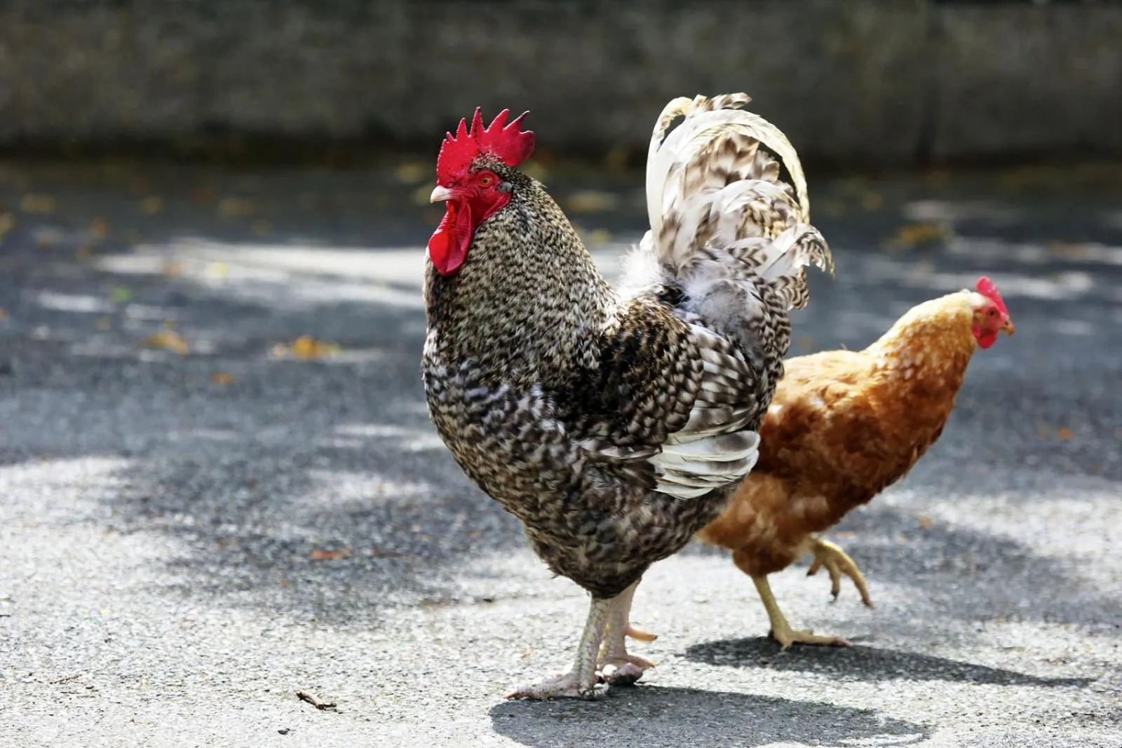 Le Clos Champel Hôtel Restaurant Logis