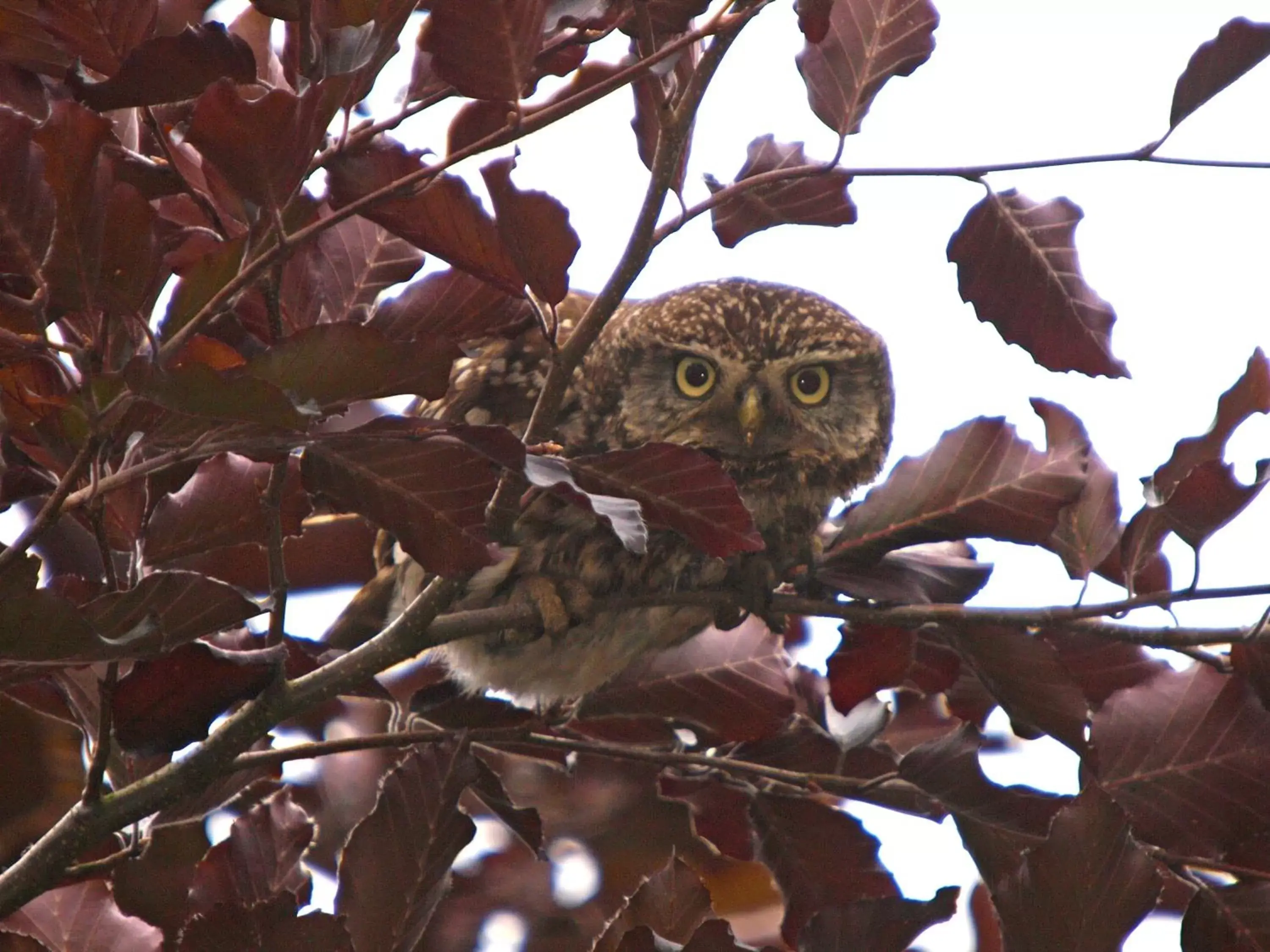 Animals, Other Animals in Molland Manor House Bed & Breakfast