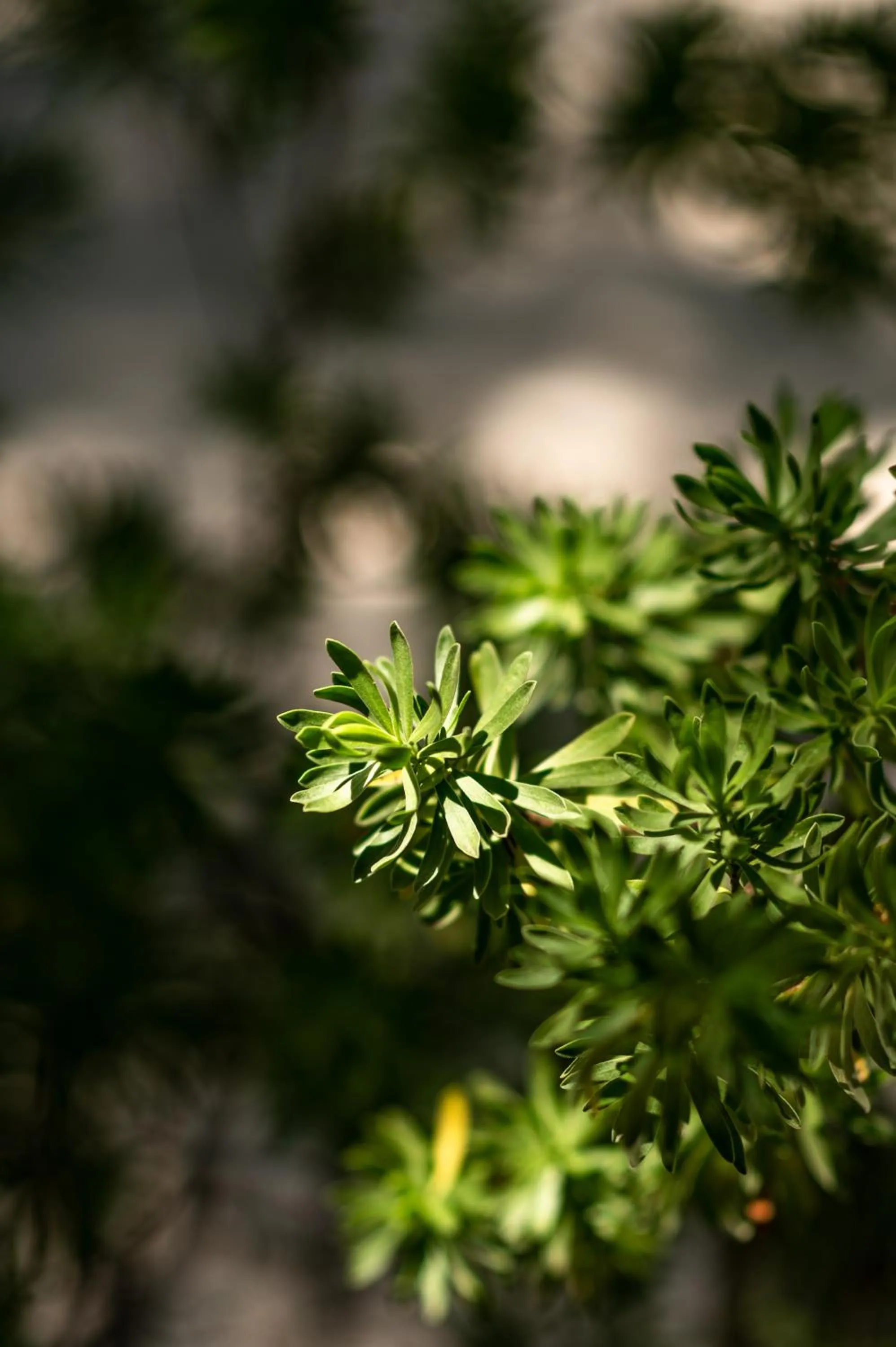 Natural landscape in Hakuna Majiwe Beach Lodge