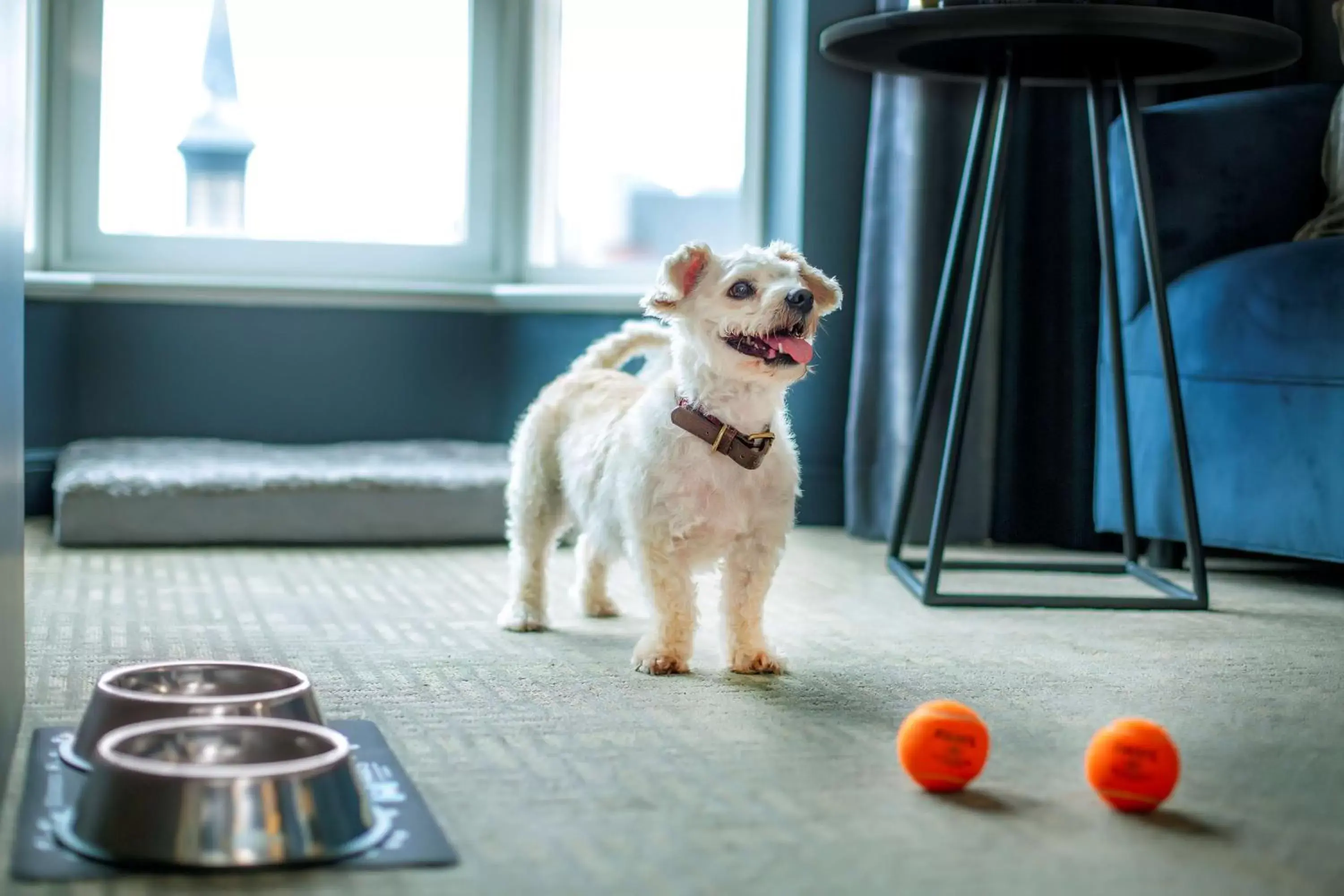 Other, Pets in The Yorkville Royal Sonesta Hotel Toronto