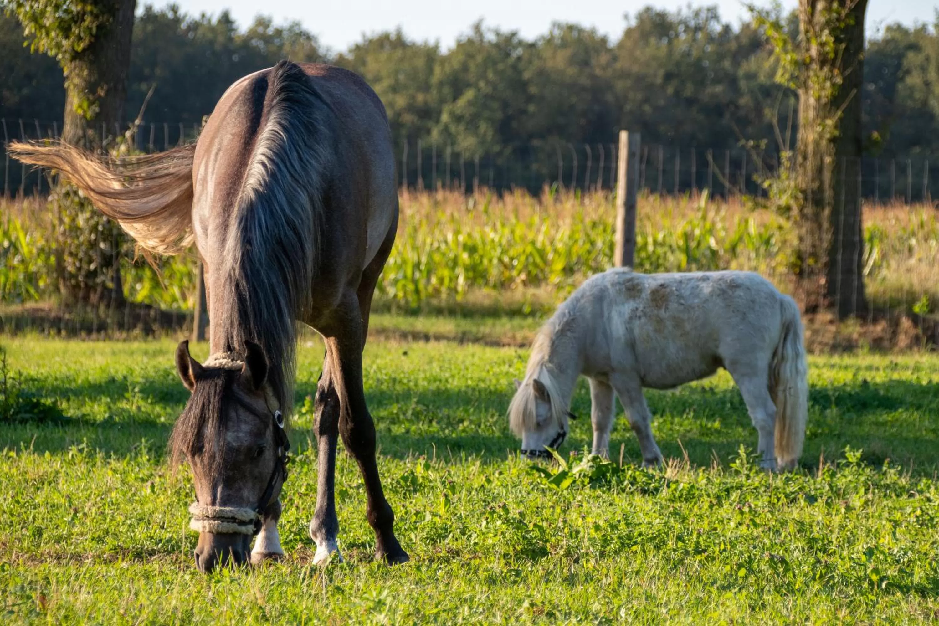 Animals, Other Animals in B&B De Hazelaardij
