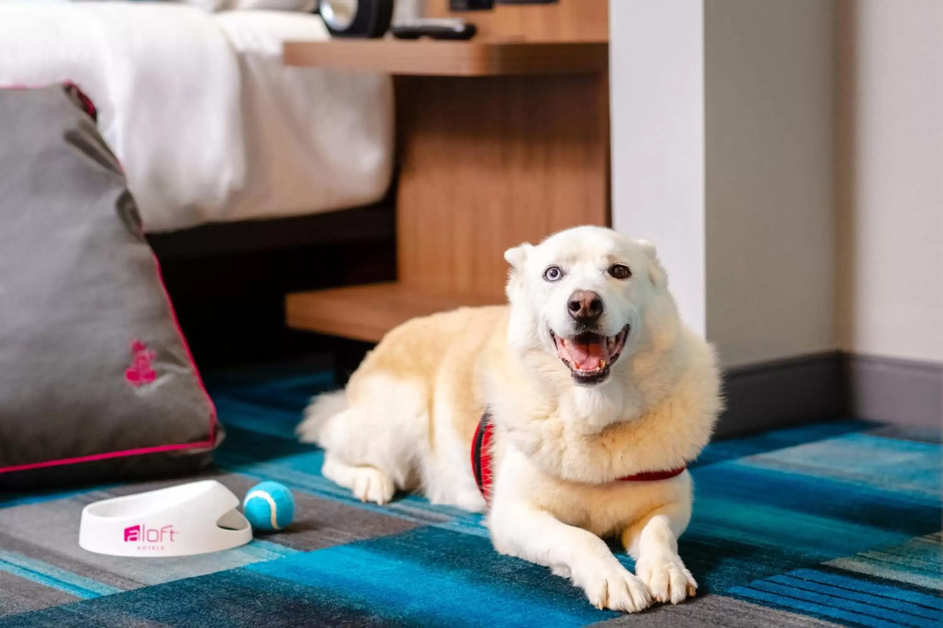 Property building, Pets in Aloft Columbia Harbison