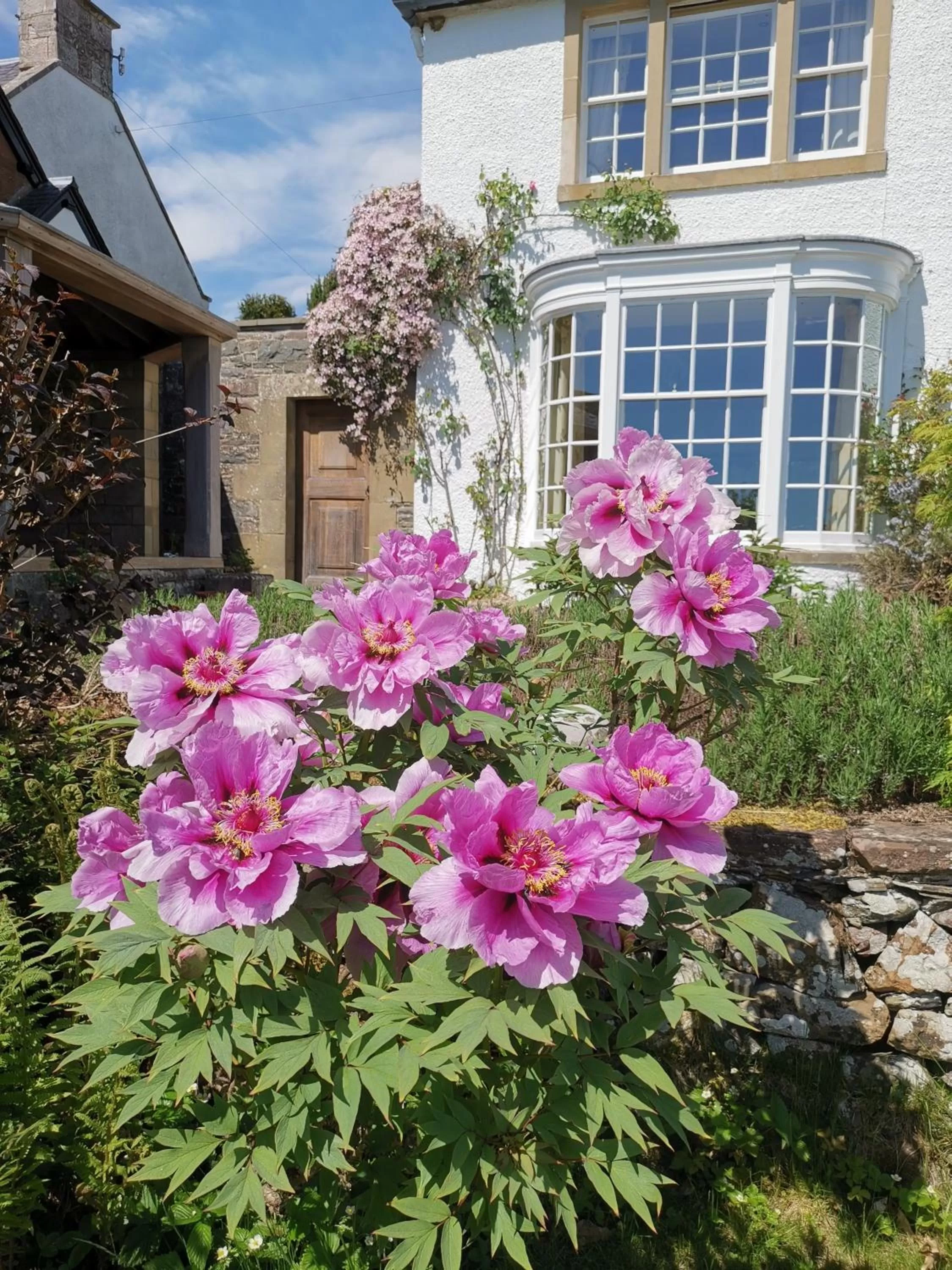 Garden, Property Building in Bowden House B&B