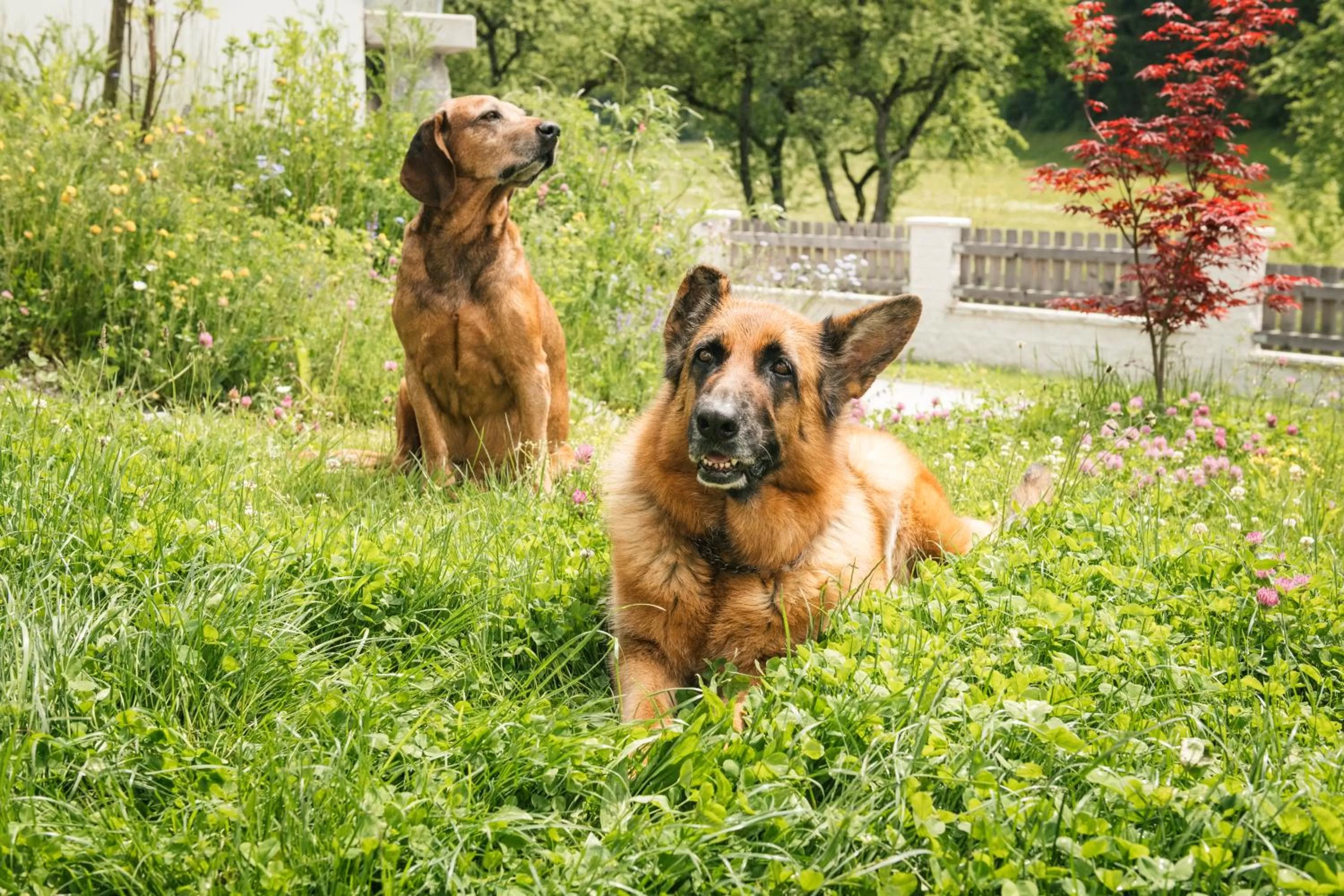 Animals in Edenhauserhof