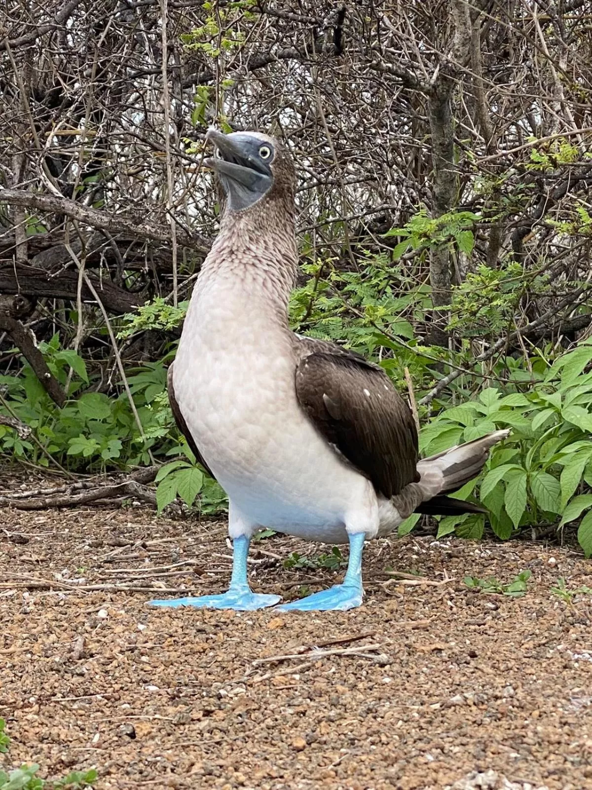 Animals in Hostal Casa Edén